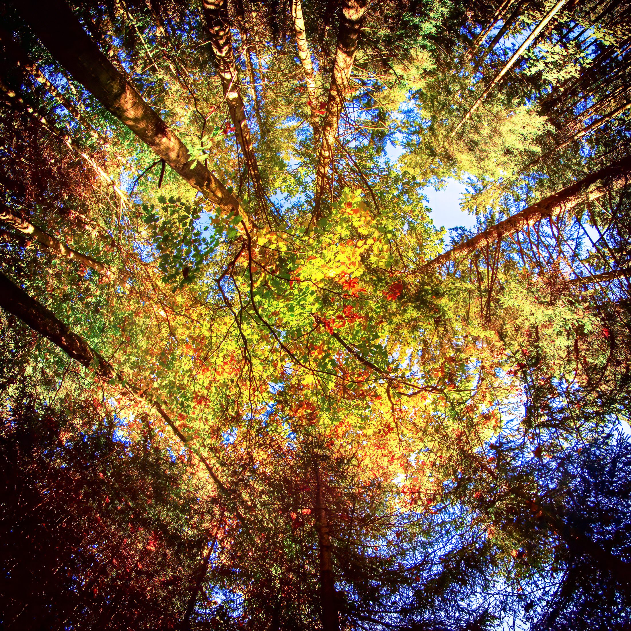 Autumn Canopy Splendor