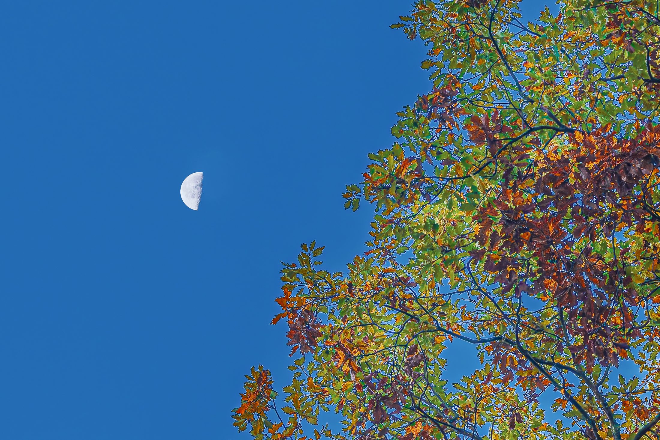 Autumn Moon and Oak Foliage