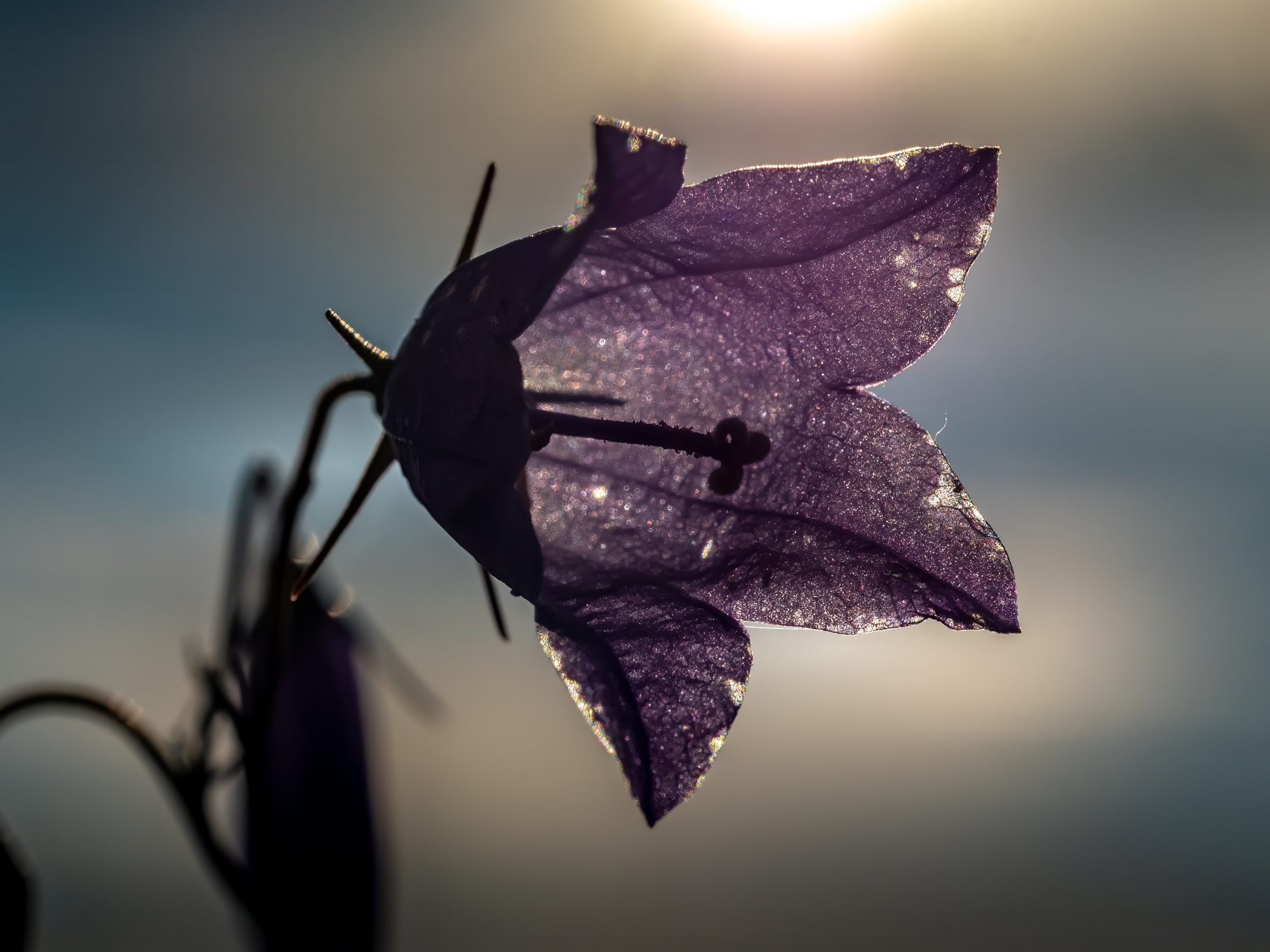 Backlit Bellflower