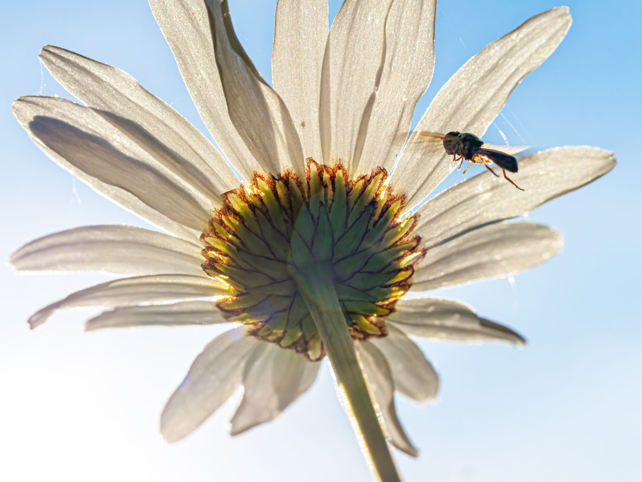 Backlit oxeye daisy with hoverfly