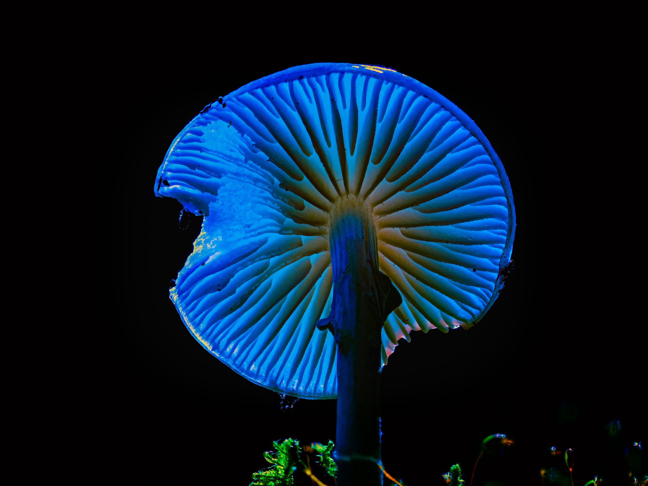 Bioluminescent Blue Mushroom Underside