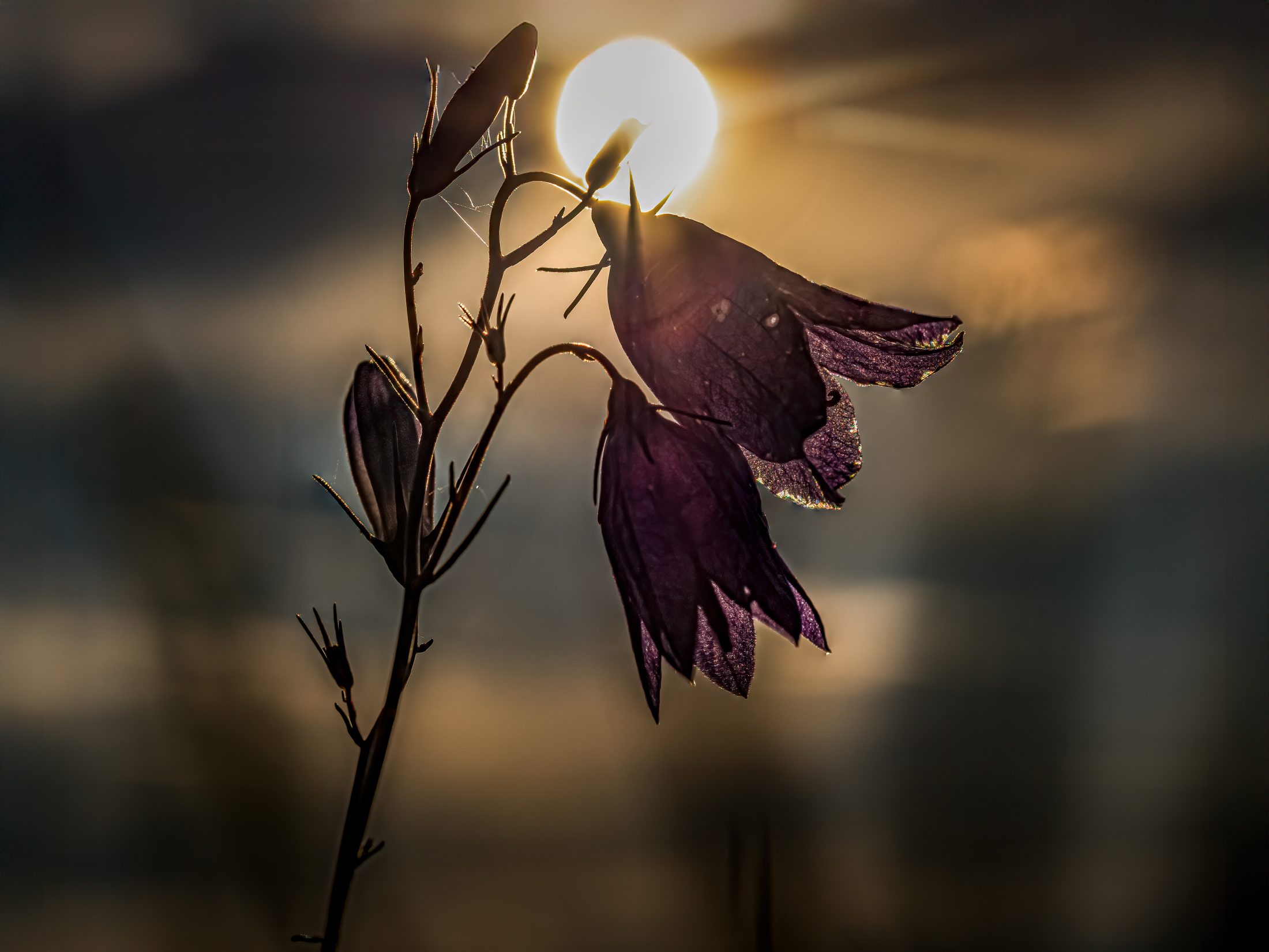 Bluebells Against the Sun