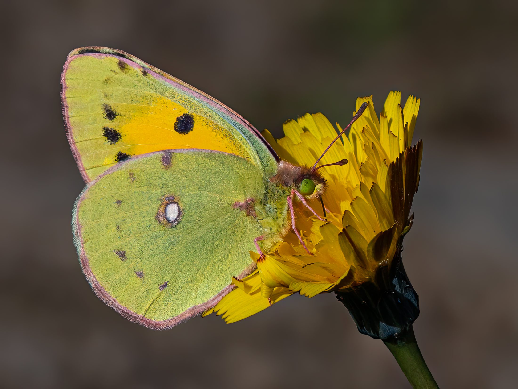 Clouded Yellow Butterfly on Hawkweed Blossom