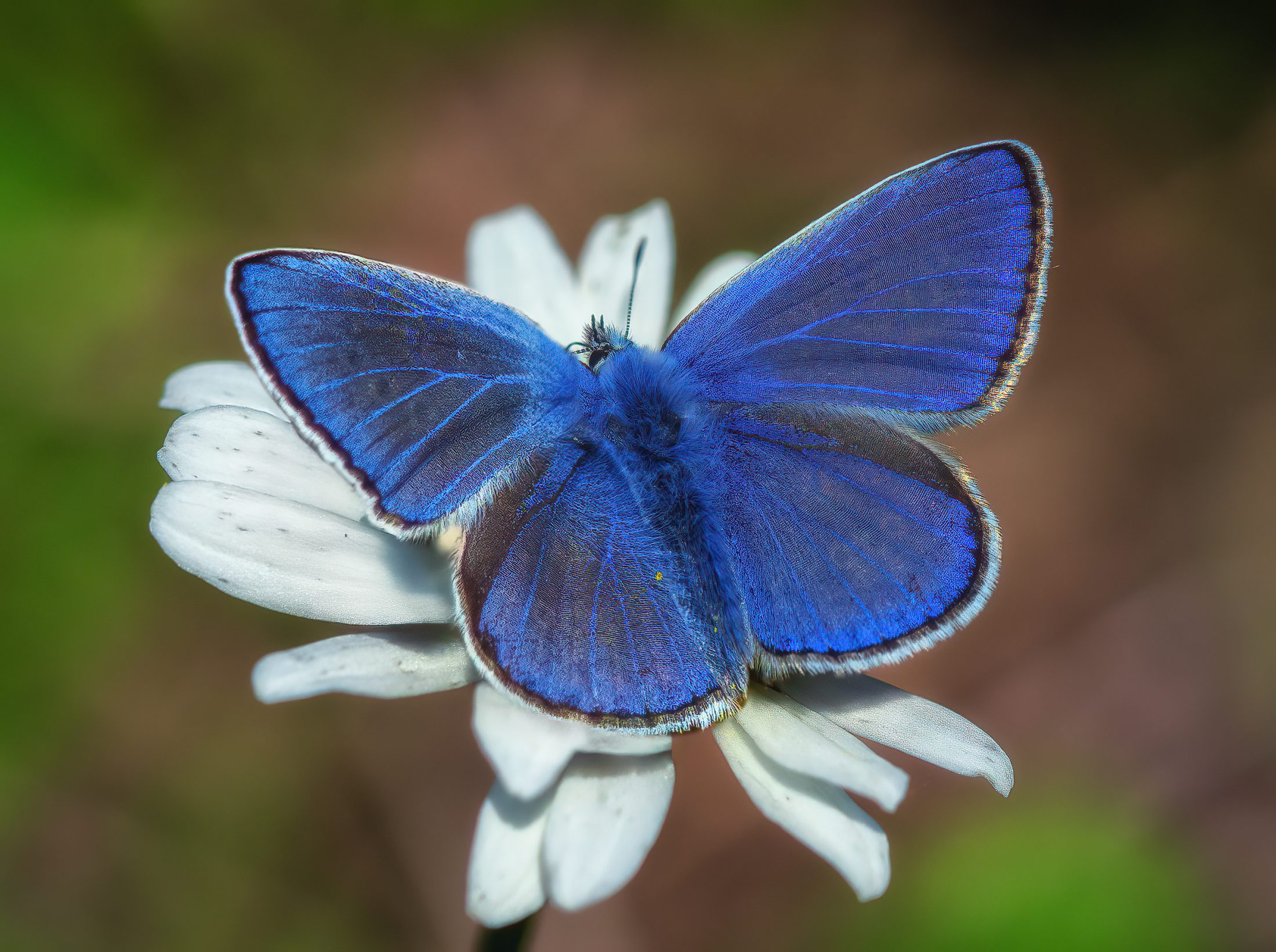 Common Blue Butterfly (Polyommatus icarus) on a White Flower