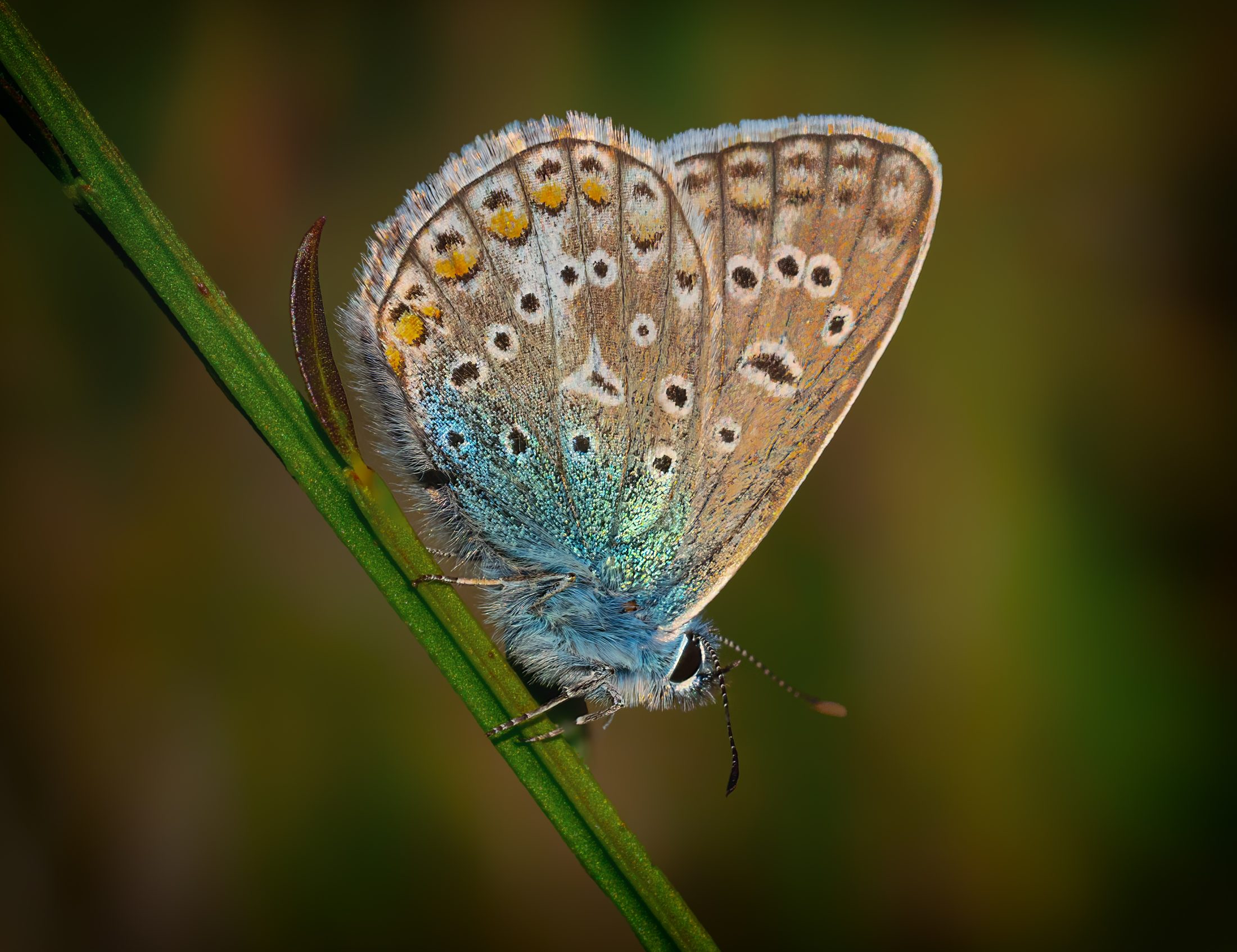 Delicate Beauty: Common Blue Butterfly on a Green Stem