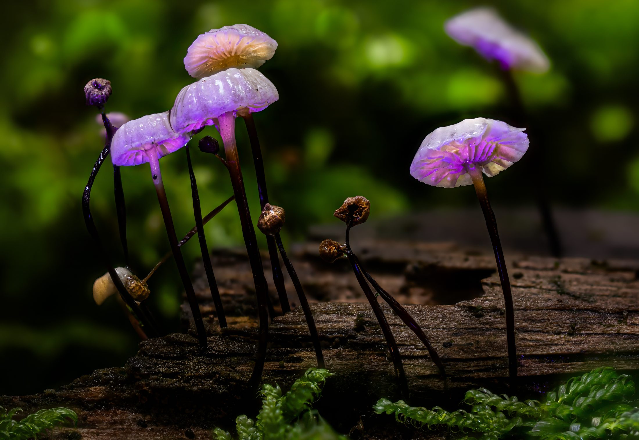 Enchanted Bonnet Mushrooms on a Mossy Log
