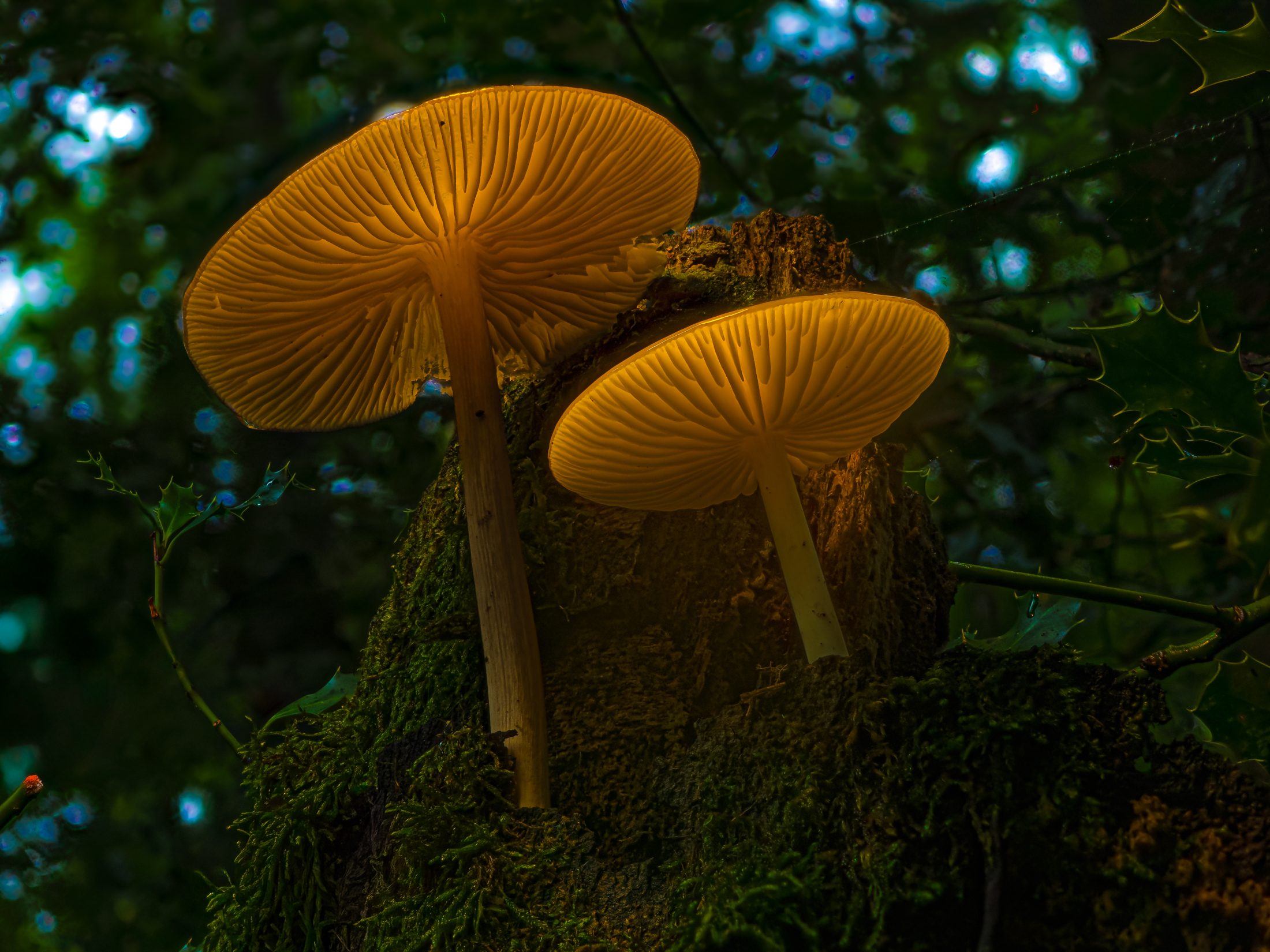 Enchanted Forest Fungi