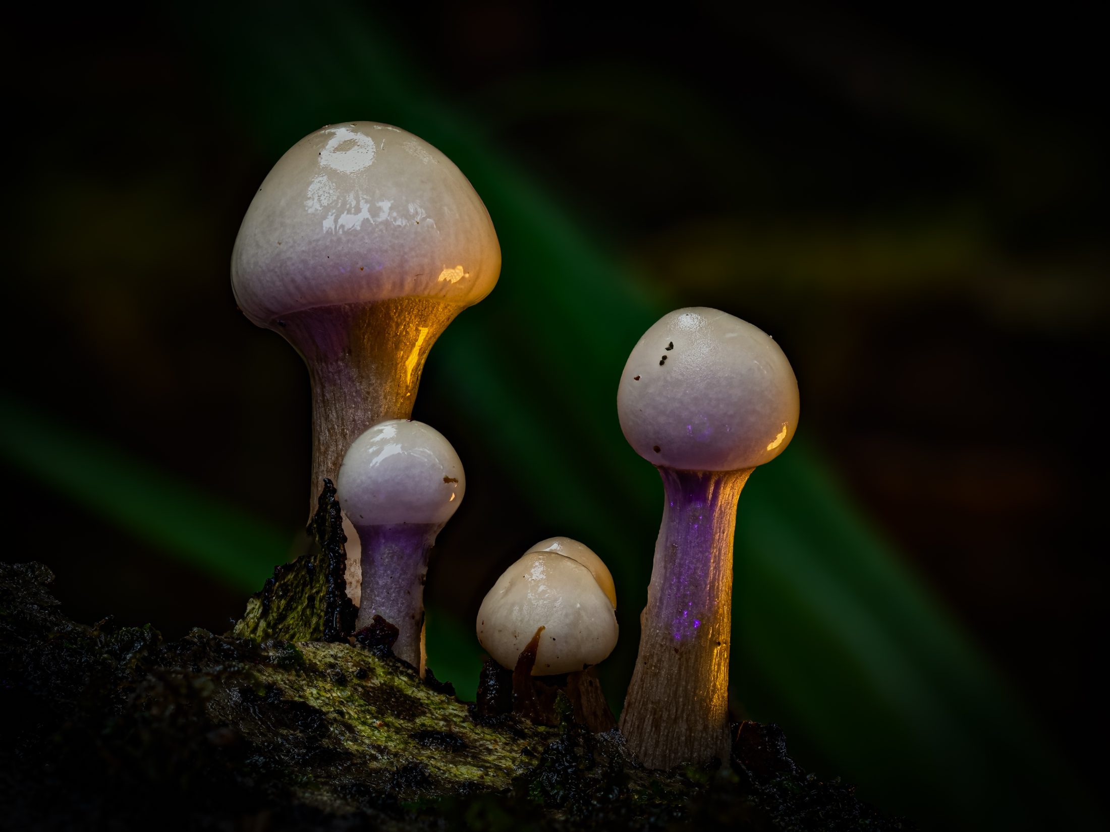 Enchanted Forest Mushrooms