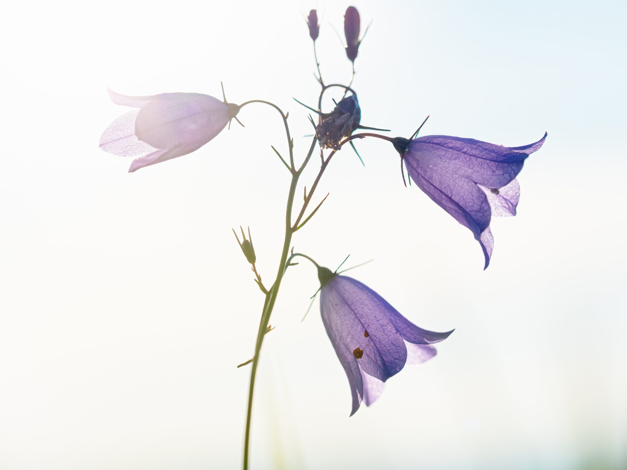 Ethereal Bellflowers in Backlight