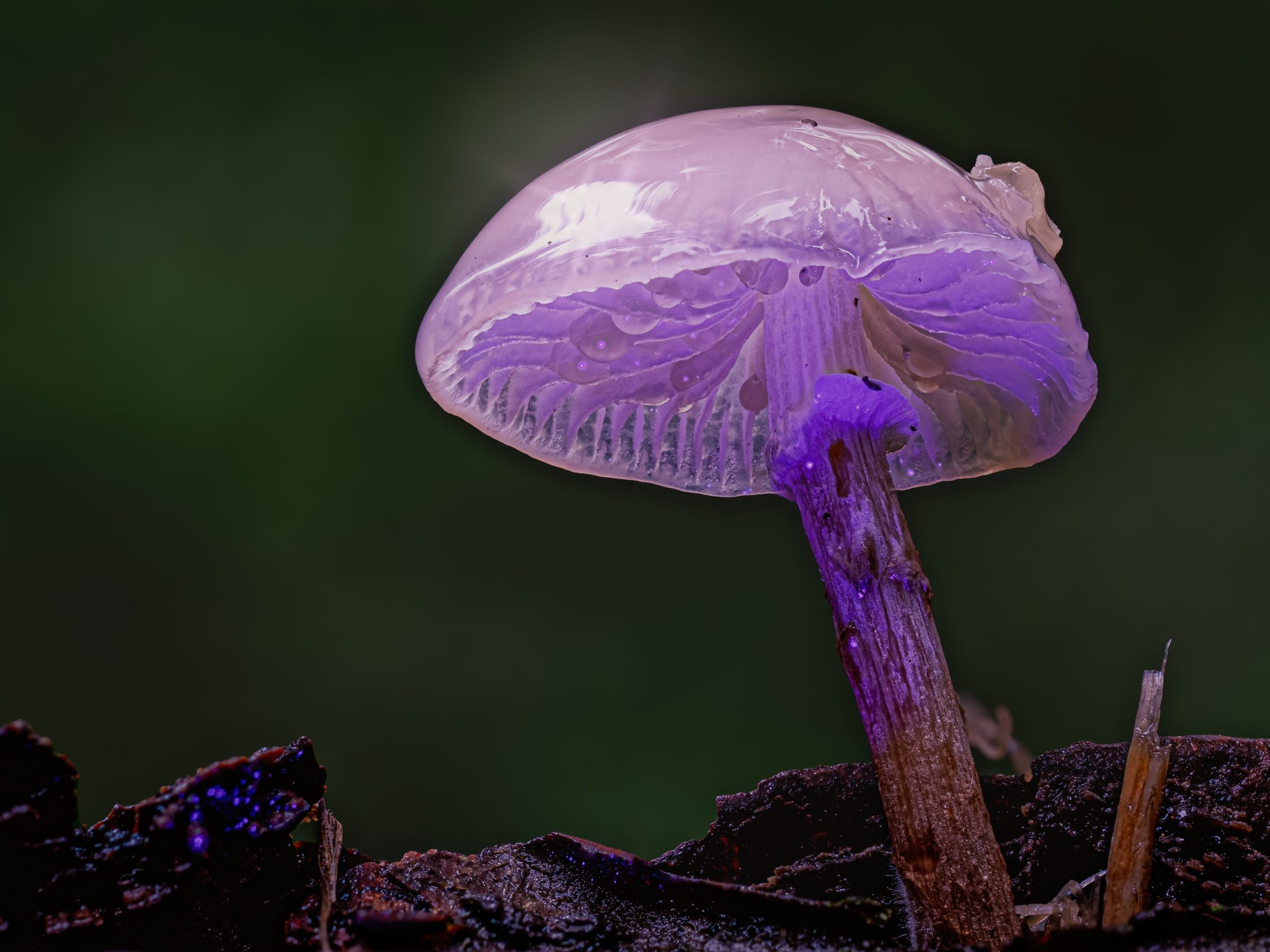 Porcelain mushroom glowing under UV