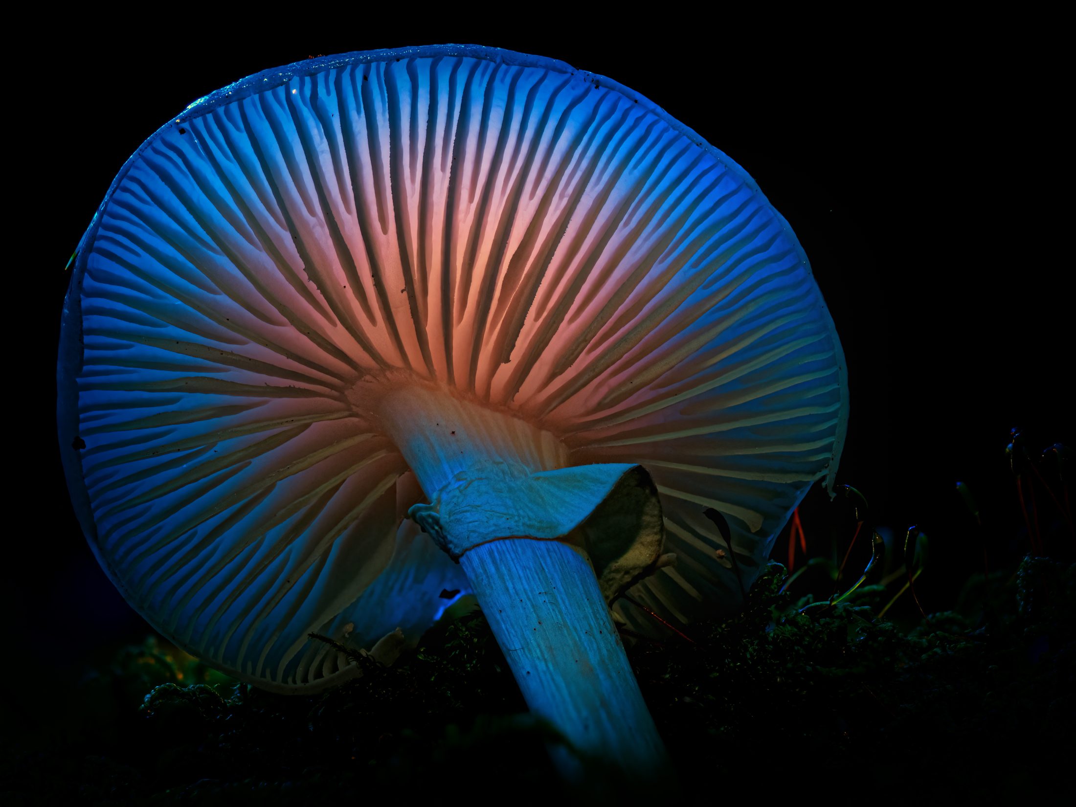 Ethereal Glow: Underside of a Luminous Mushroom