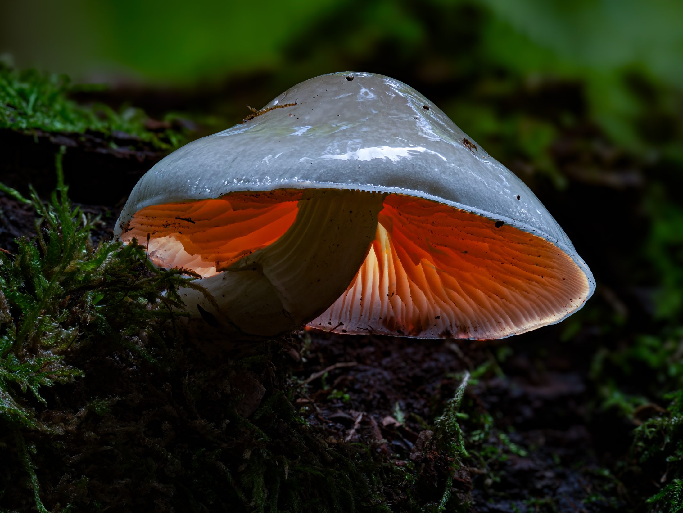 Ethereal Glow of Porcelain Fungus (Oudemansiella mucida)
