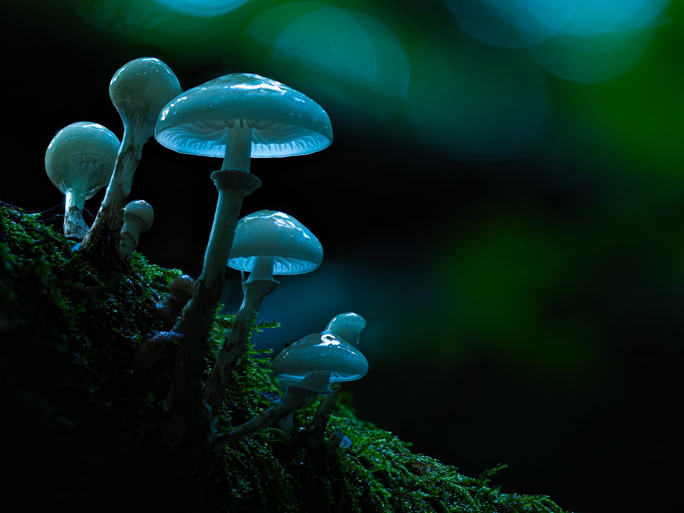 Ethereal Porcelain Fungi