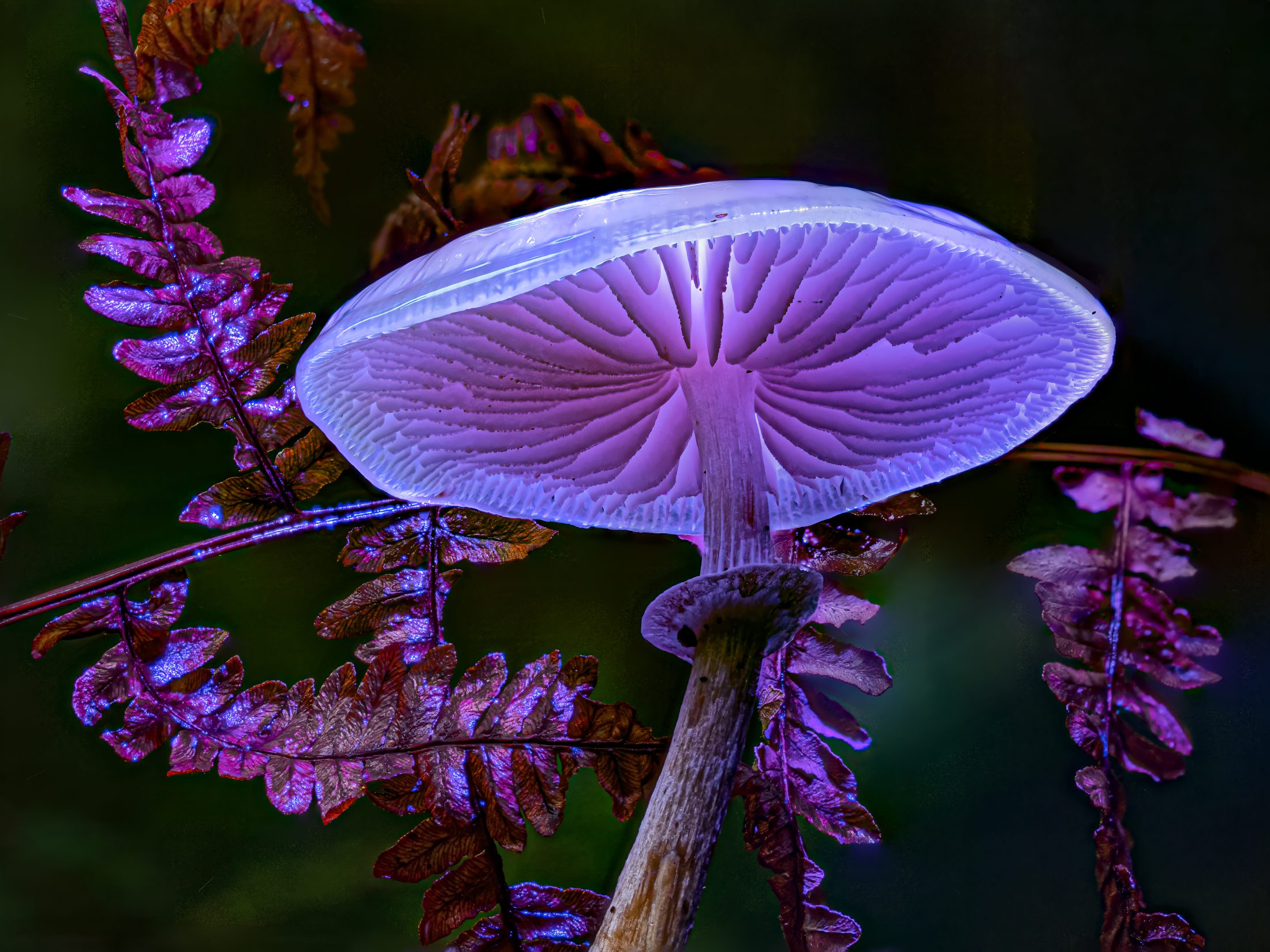 Ethereal Purple Mushroom in Forest