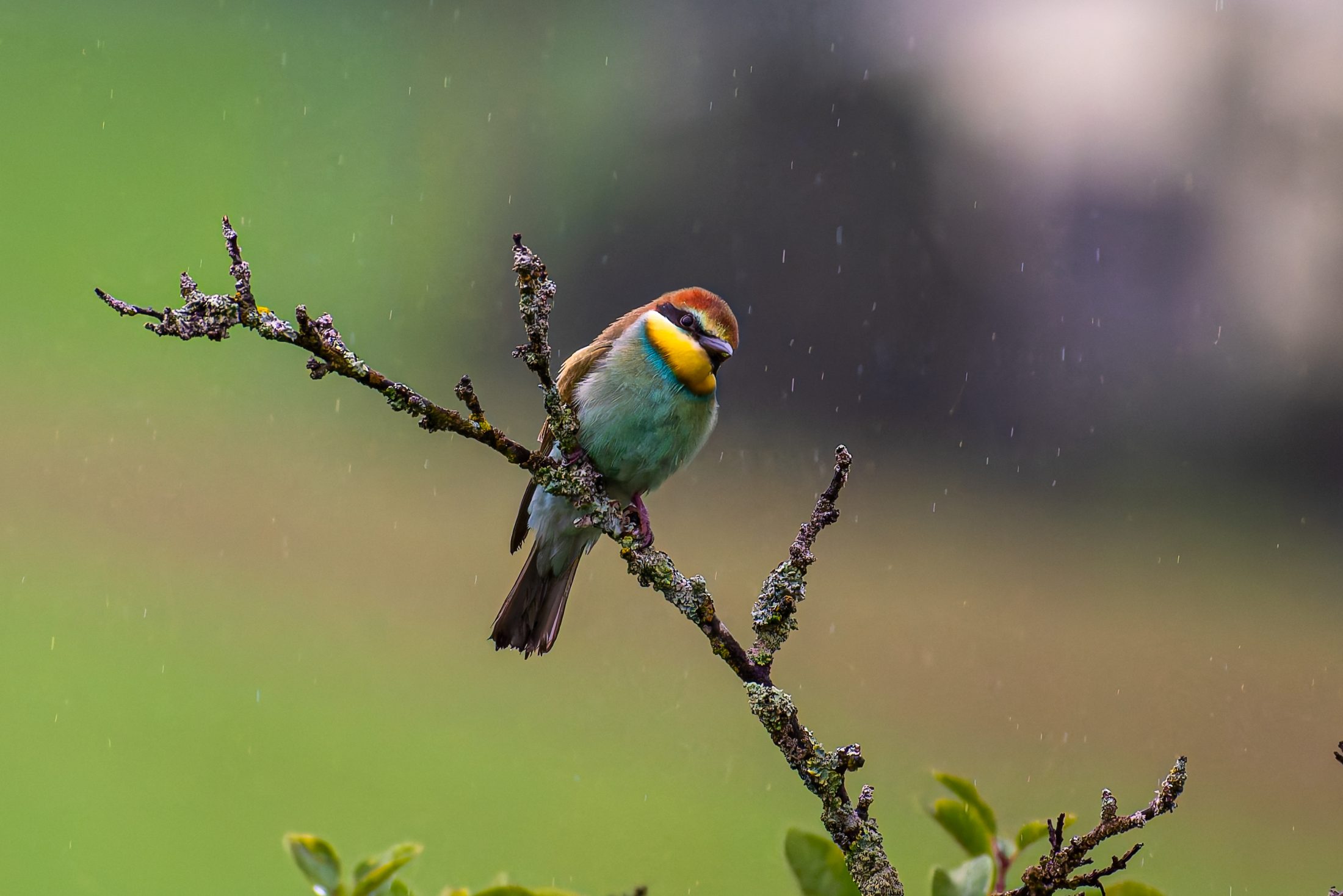 European Bee-eater in the Rain