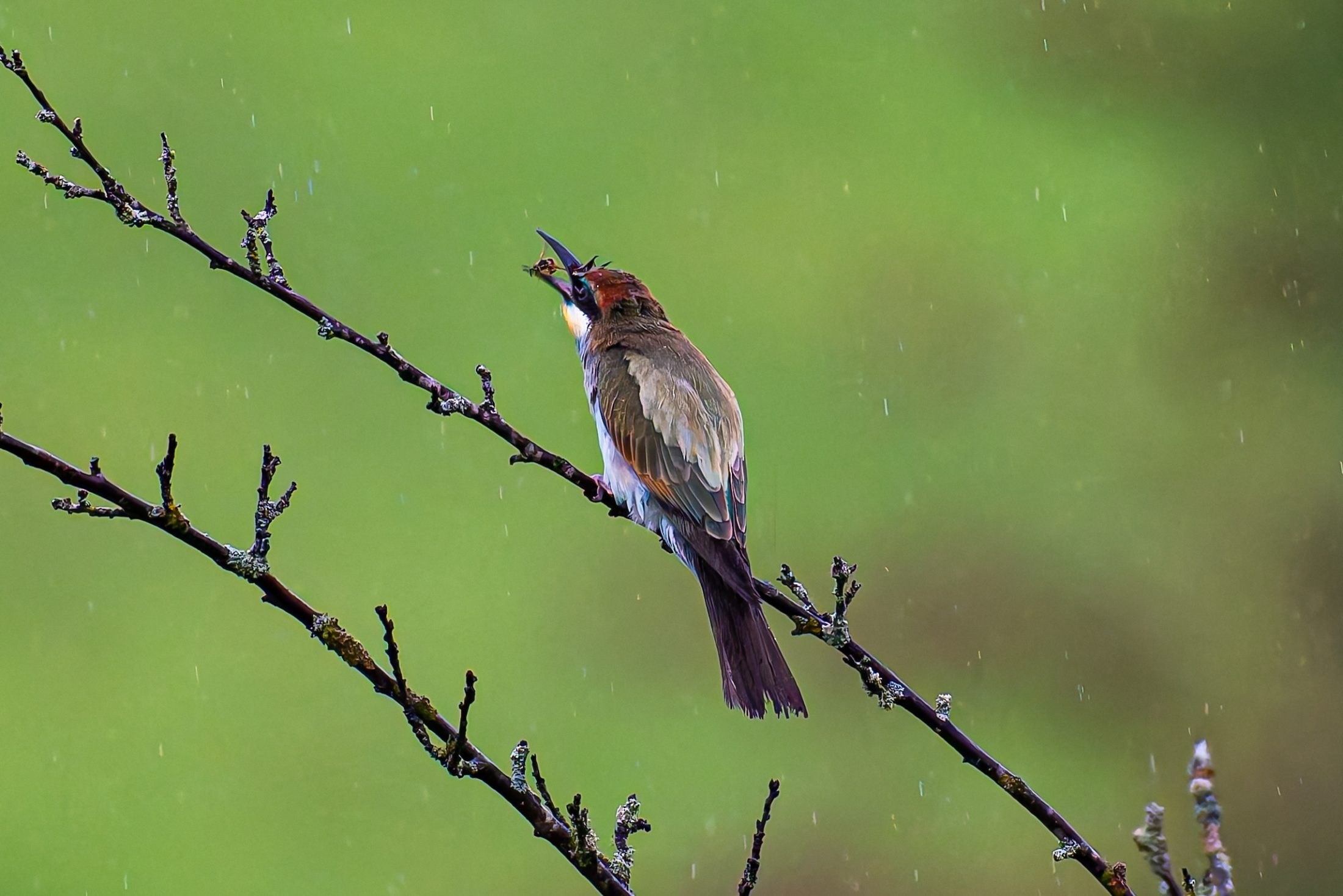 Bienenfresser mit Beute im Regen