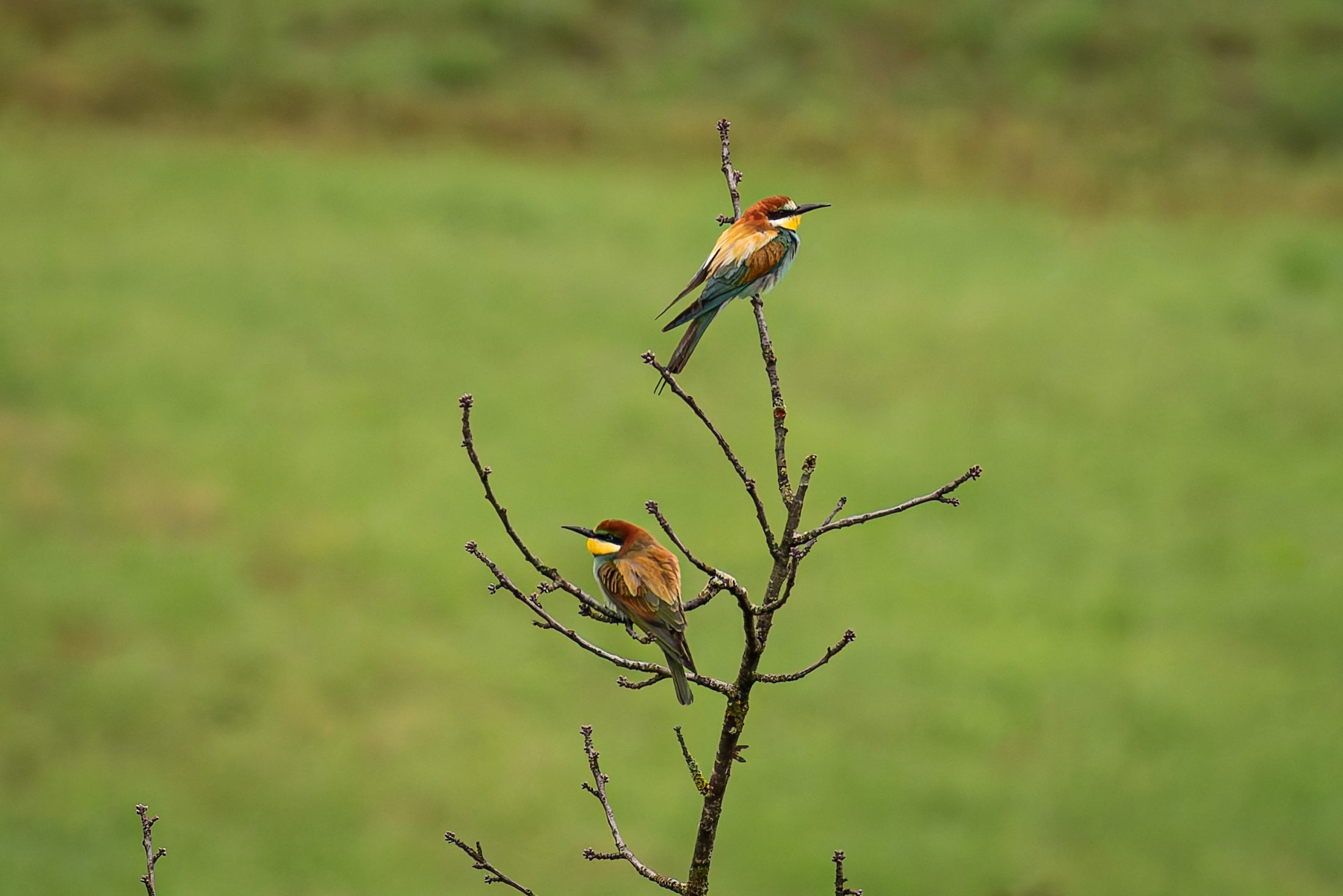European Bee-eaters Perched