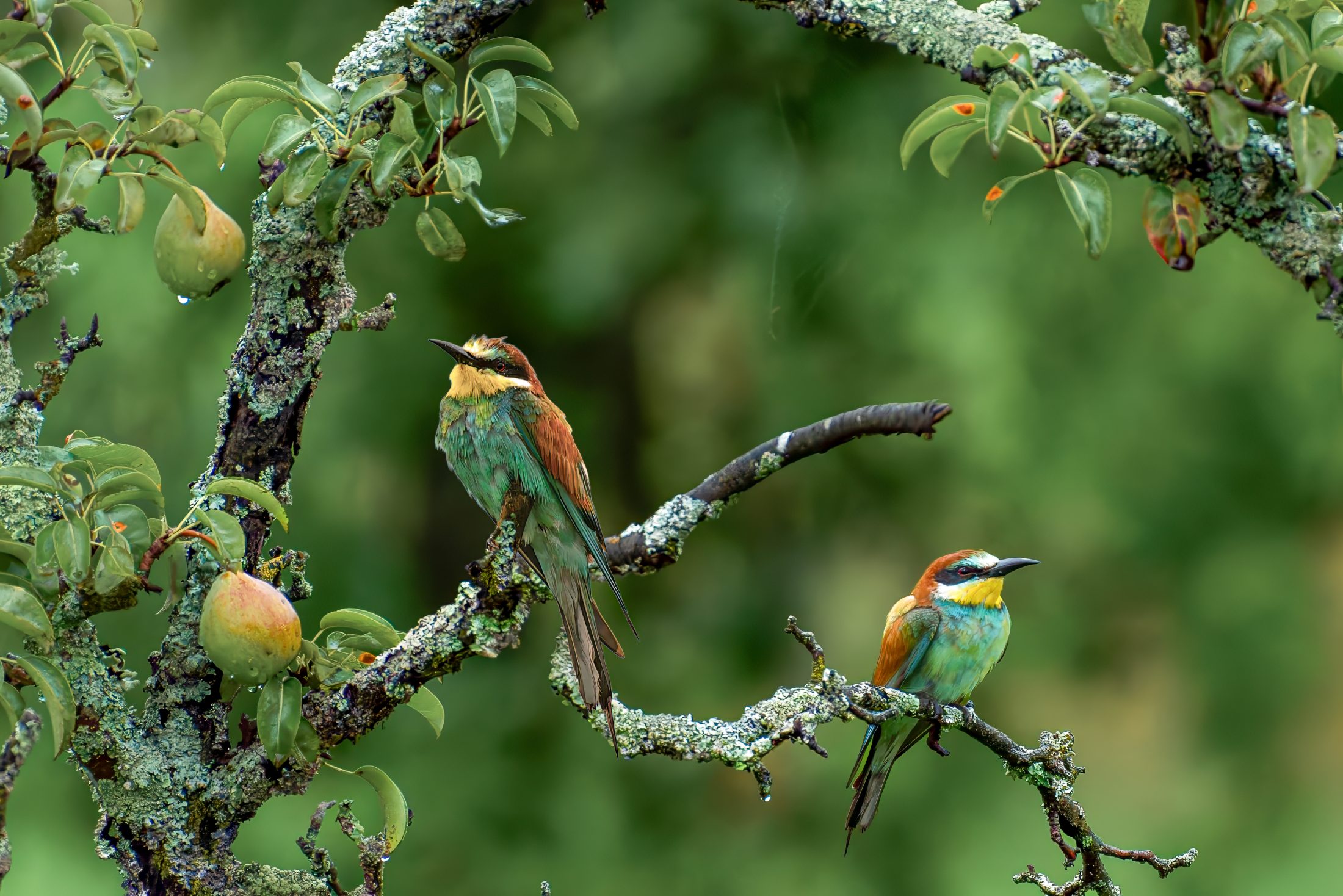 European Bee-eaters on a Pear Tree Branch