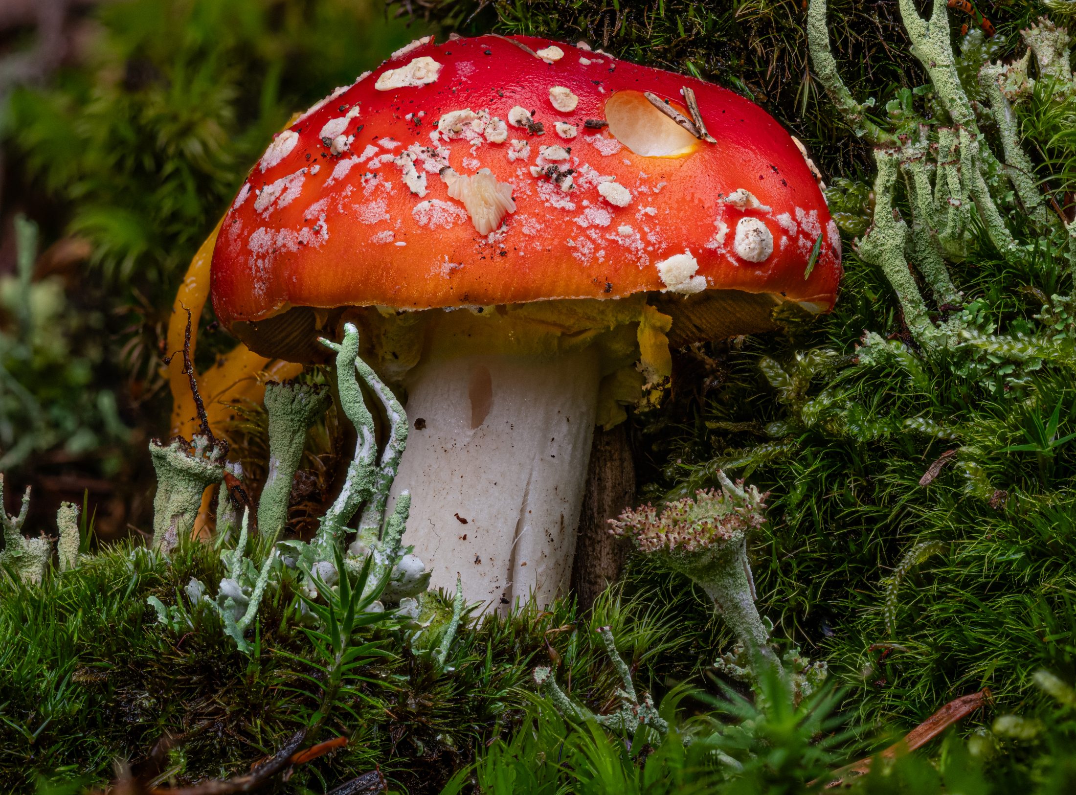 Fly Agaric Mushroom in Forest Moss