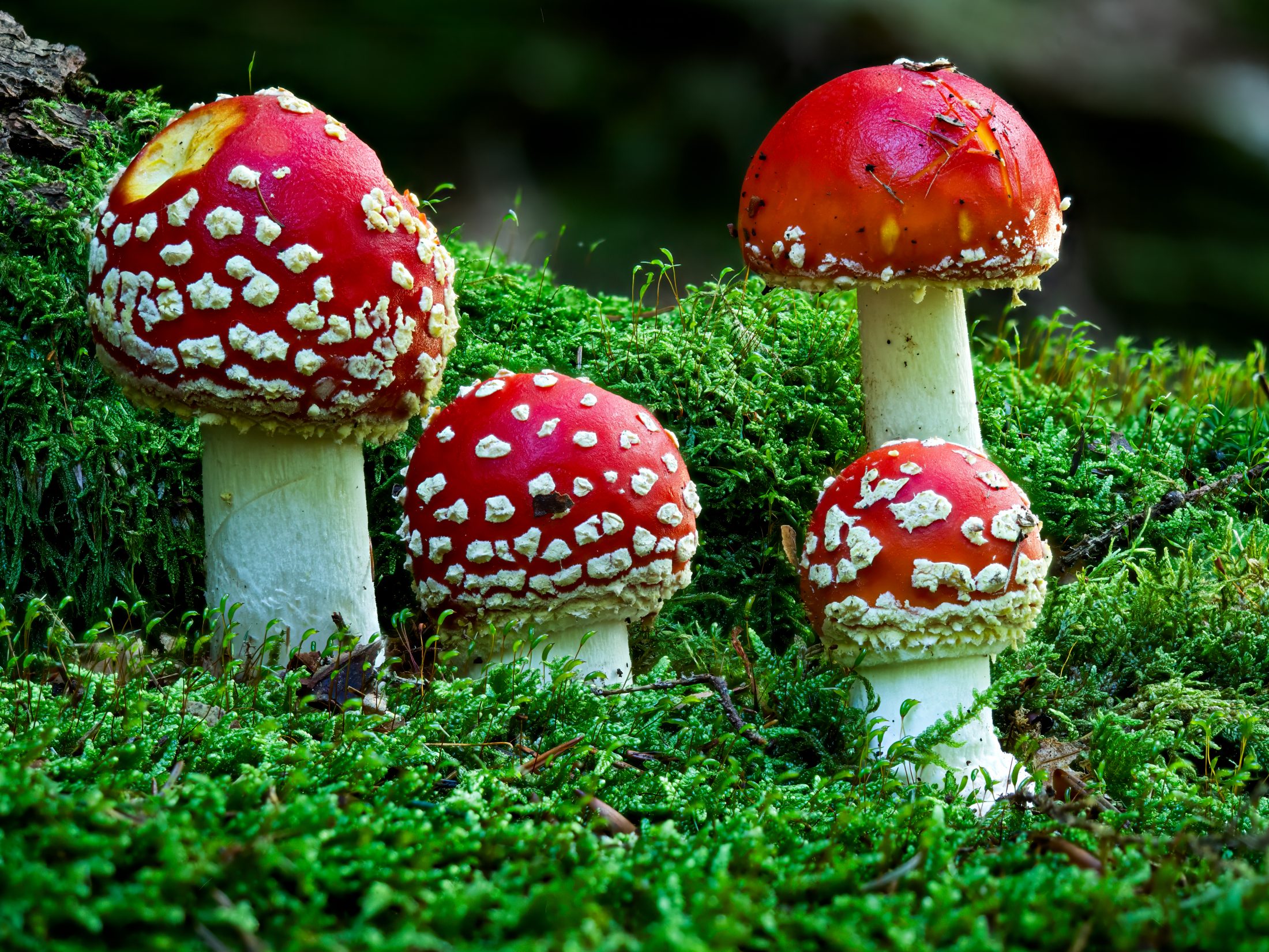 Fly agarics in mossy forest – Amanita muscaria