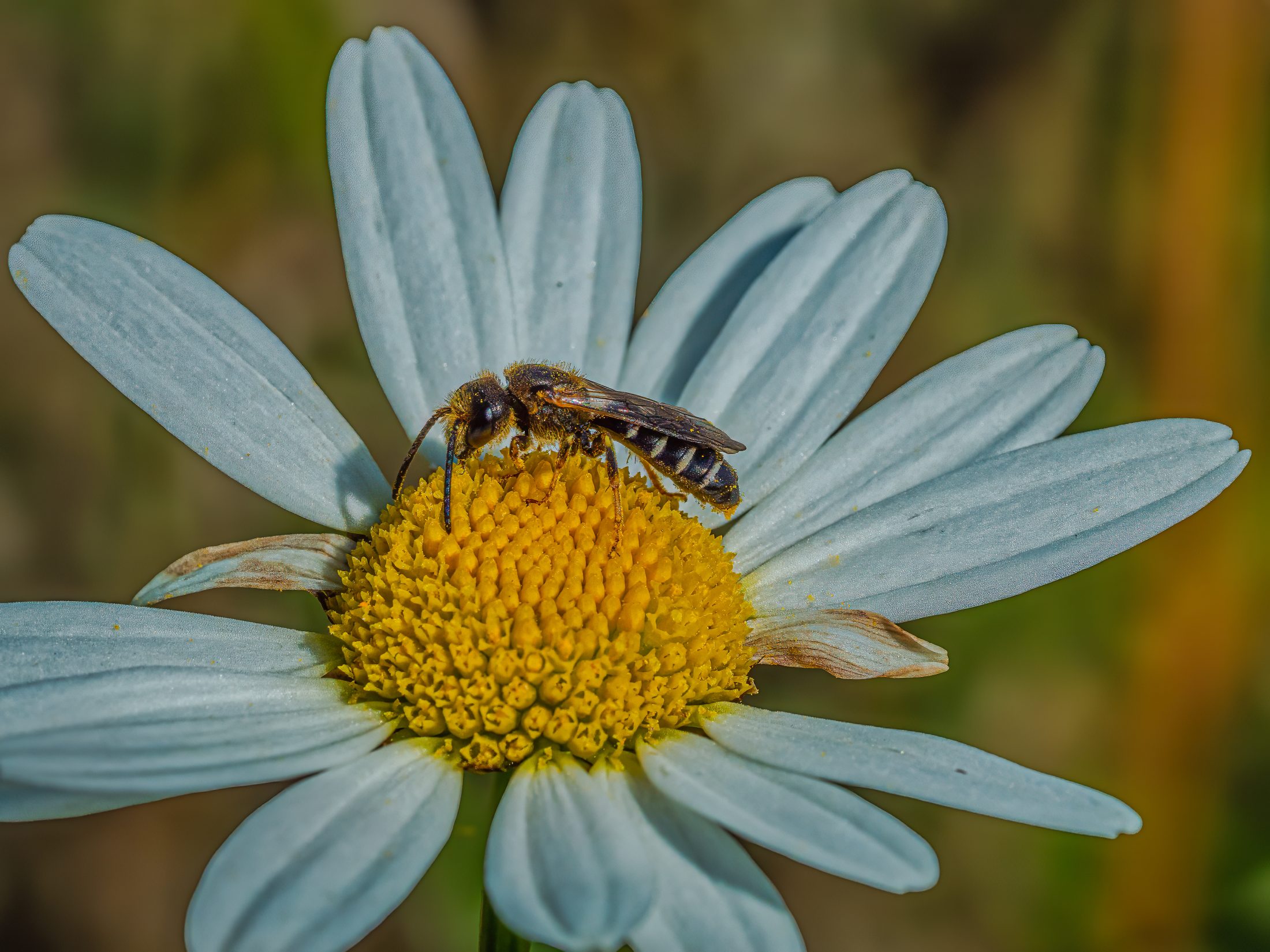 Furrow Bee on a Daisy