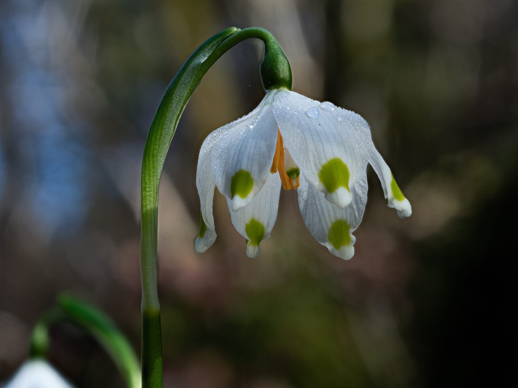 Glistening Spring Snowflake