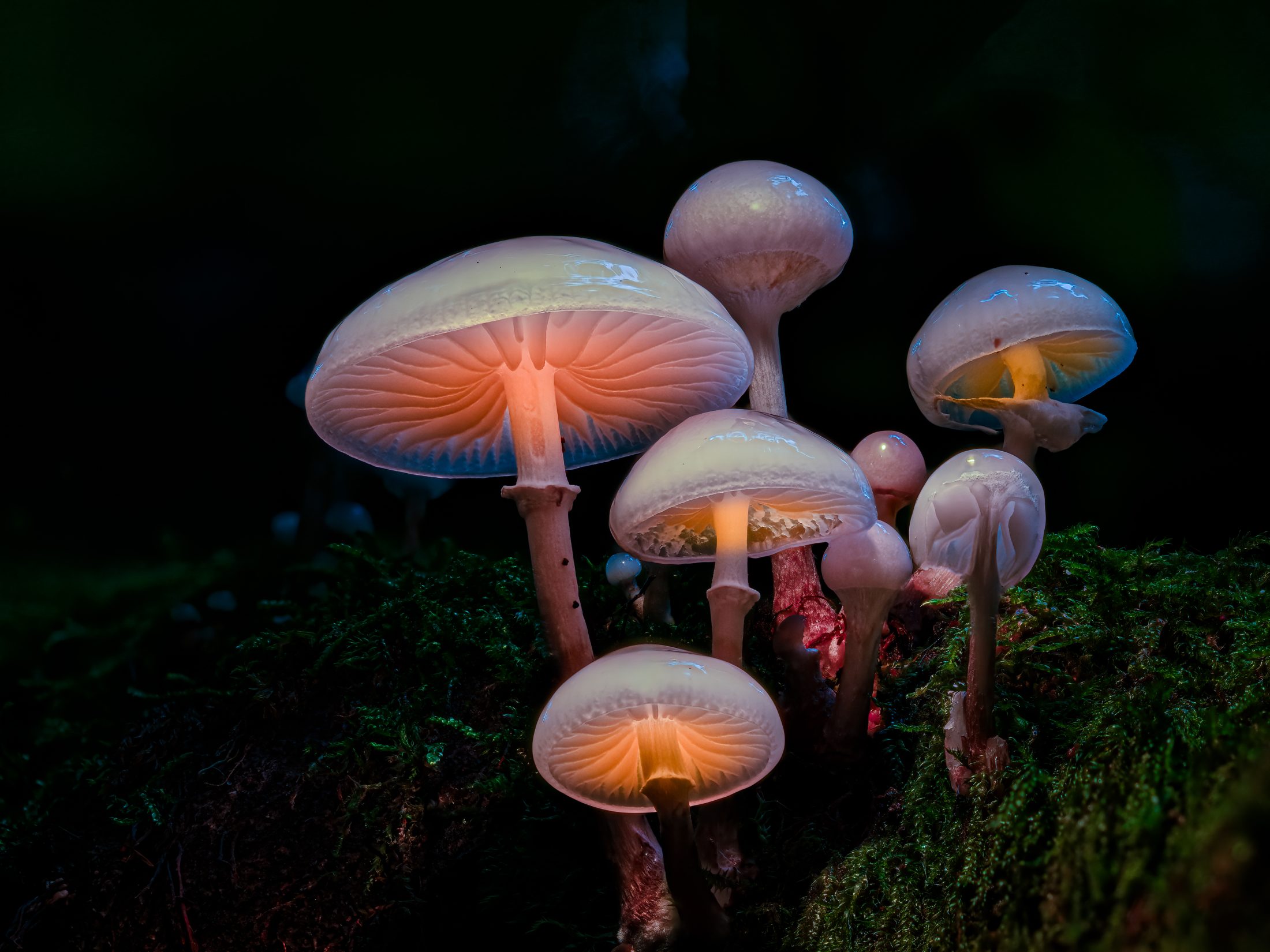 Glowing Porcelain Fungus