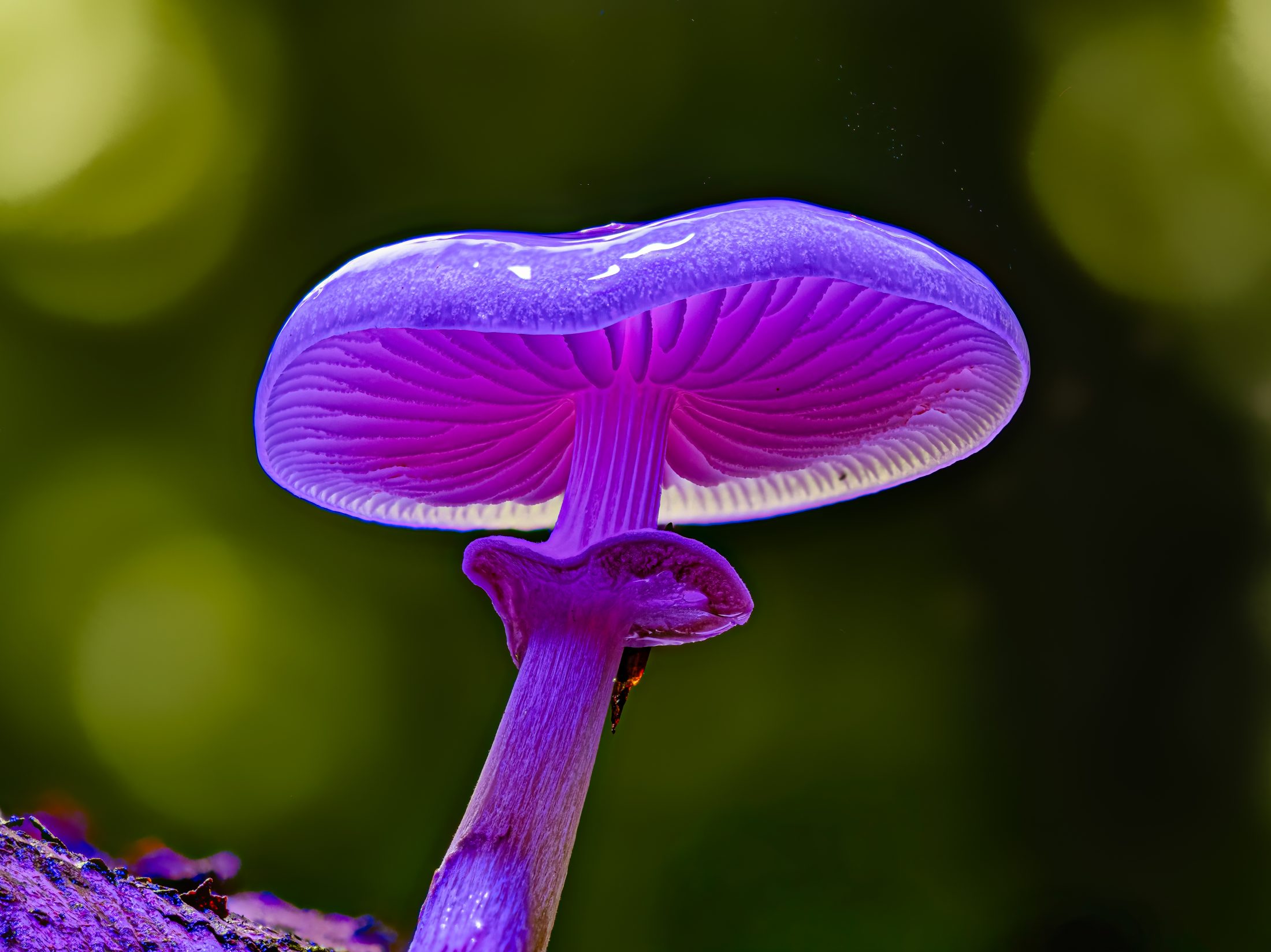 Glowing Porcelain Fungus under UV Light