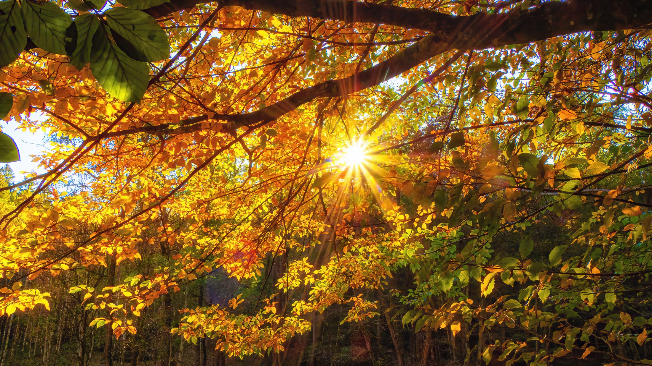 Golden Autumn Sunburst in Tennenbacher Valley