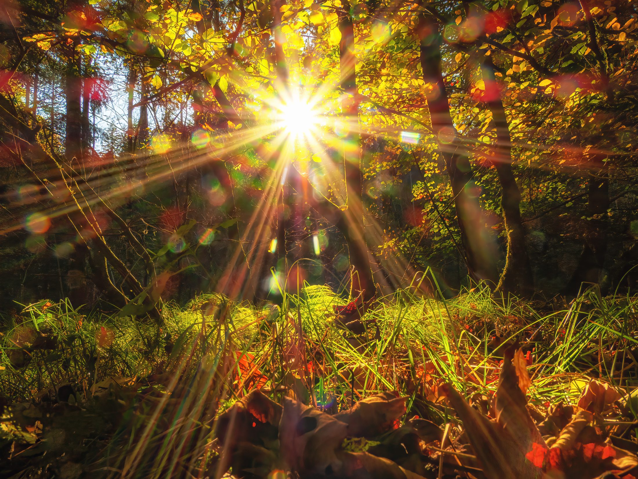 Golden Autumn Sunburst in the Forest