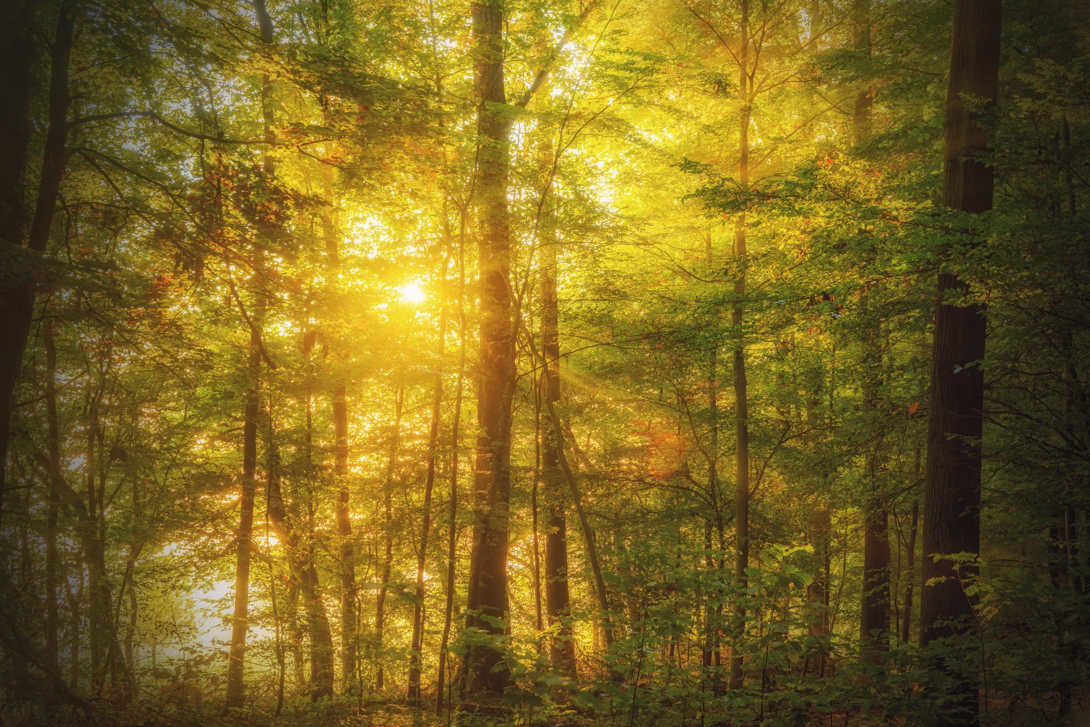 Golden Morning in the Autumn Forest