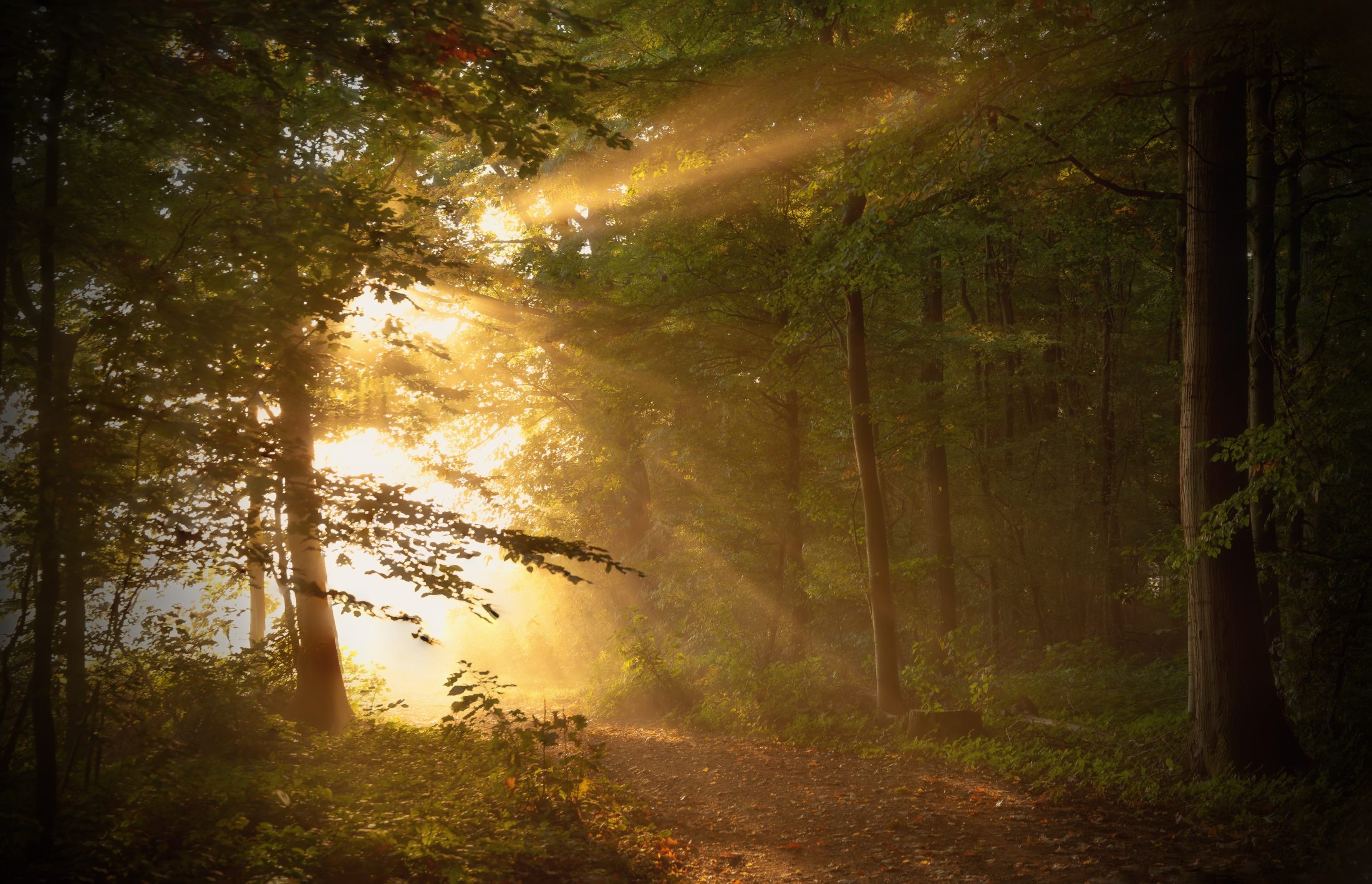 Golden Sunbeams in Misty Forest, Southern Black Forest