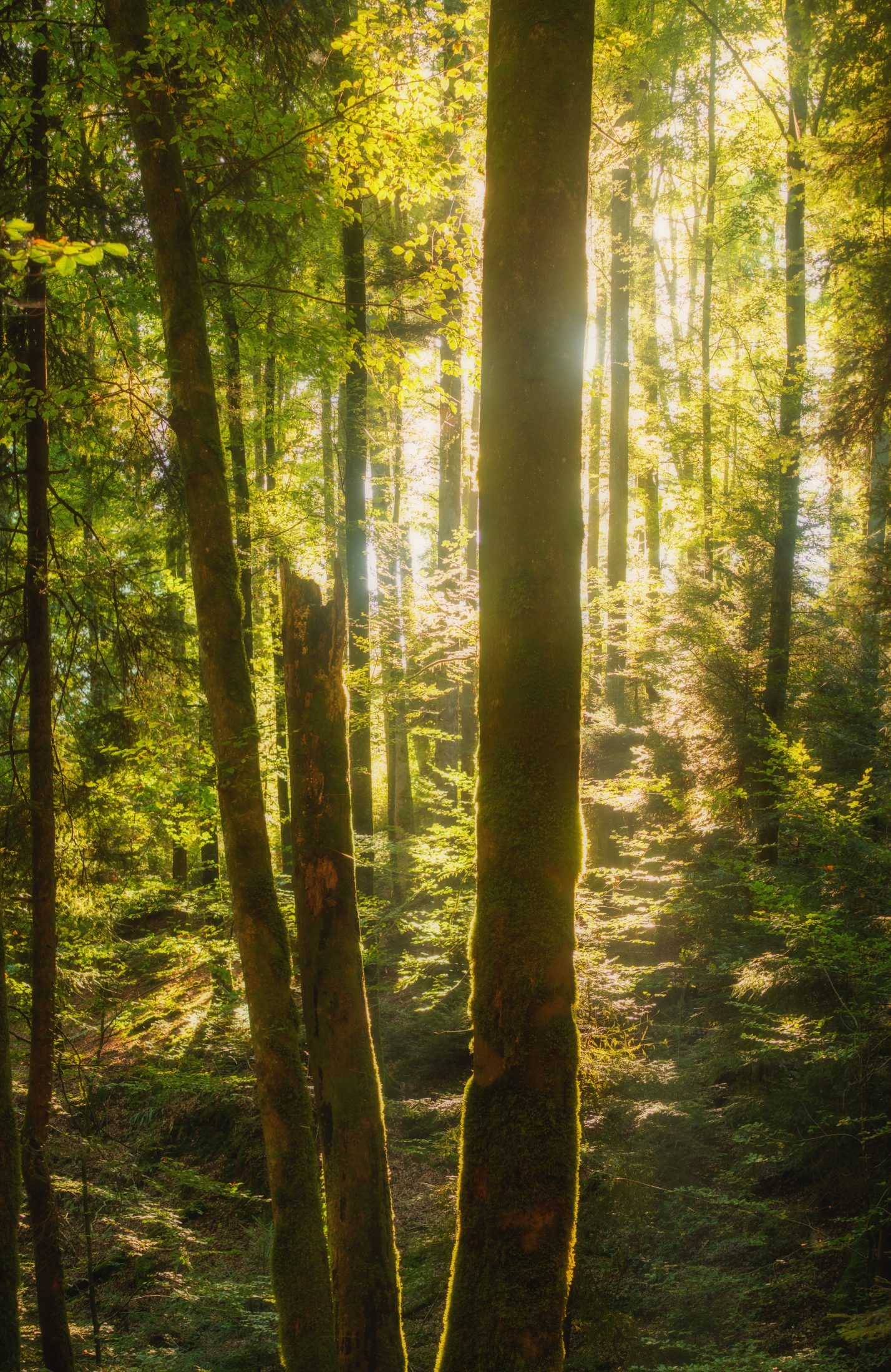 Goldenes Licht im Wald