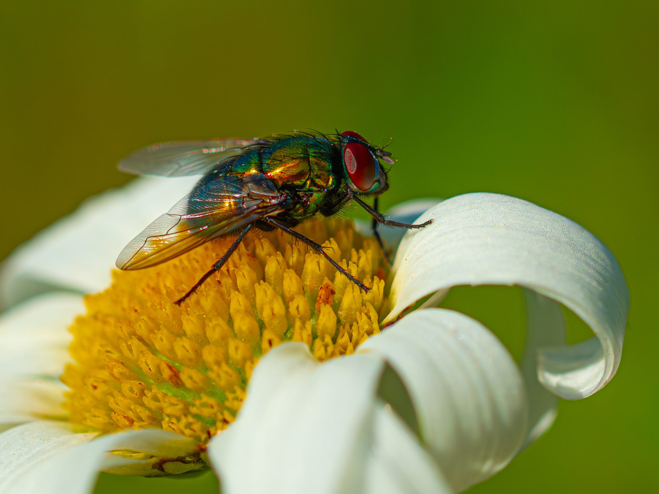 Grüne Schmeißfliege auf einer weißen Blüte
