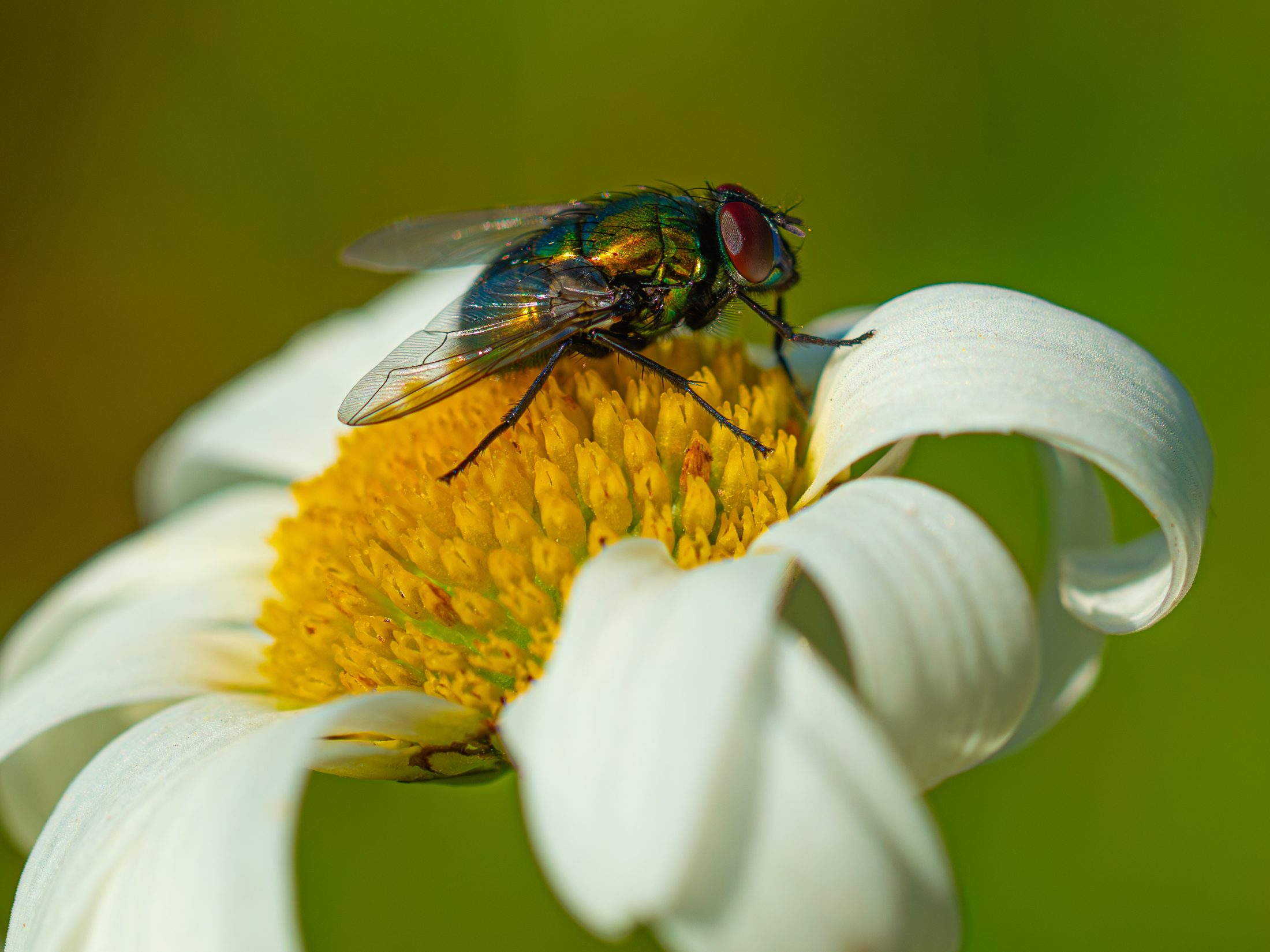 Green Bottle Fly on a White Flower