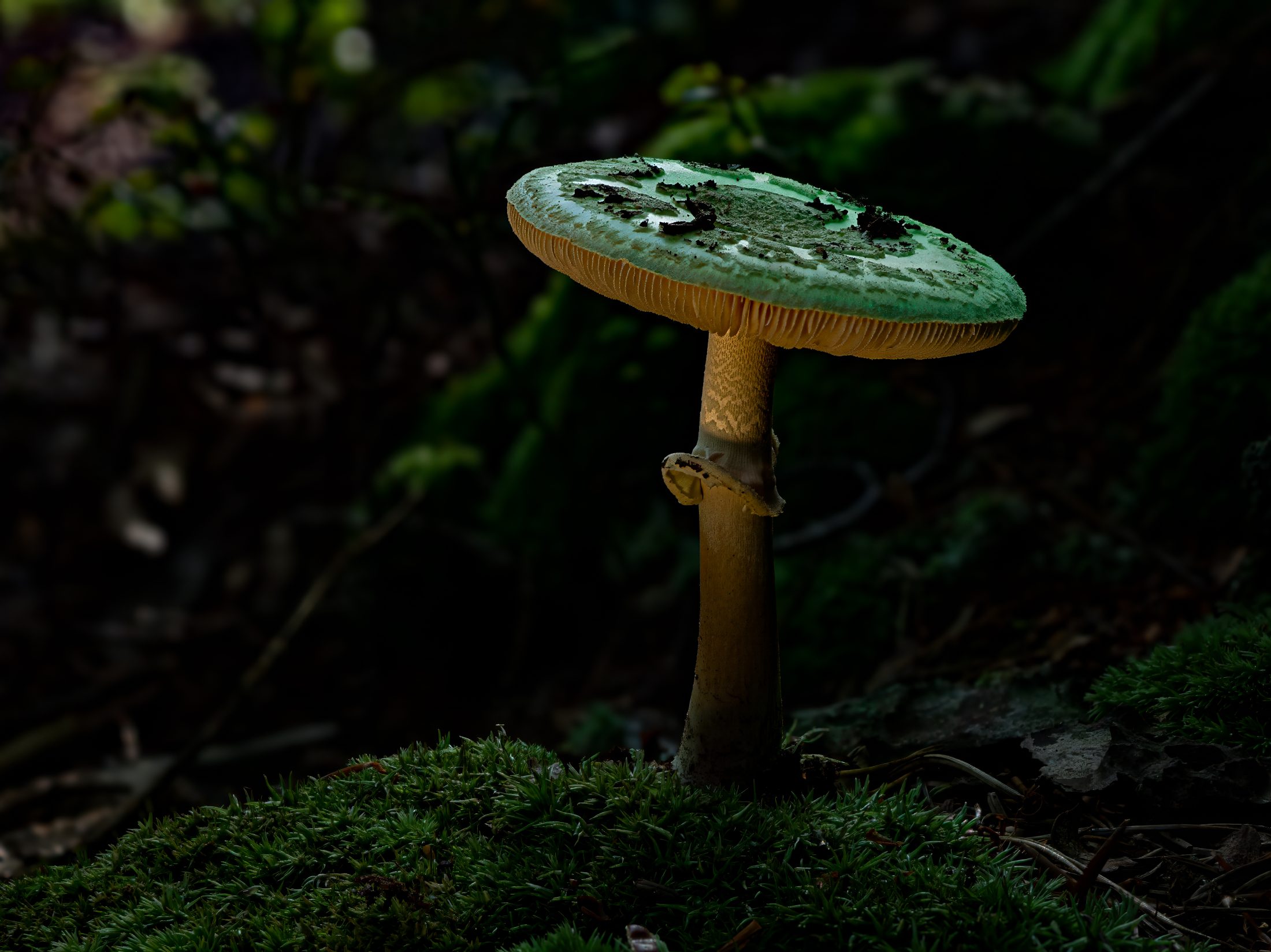 Grüner Knollenblätterpilz im Waldlicht