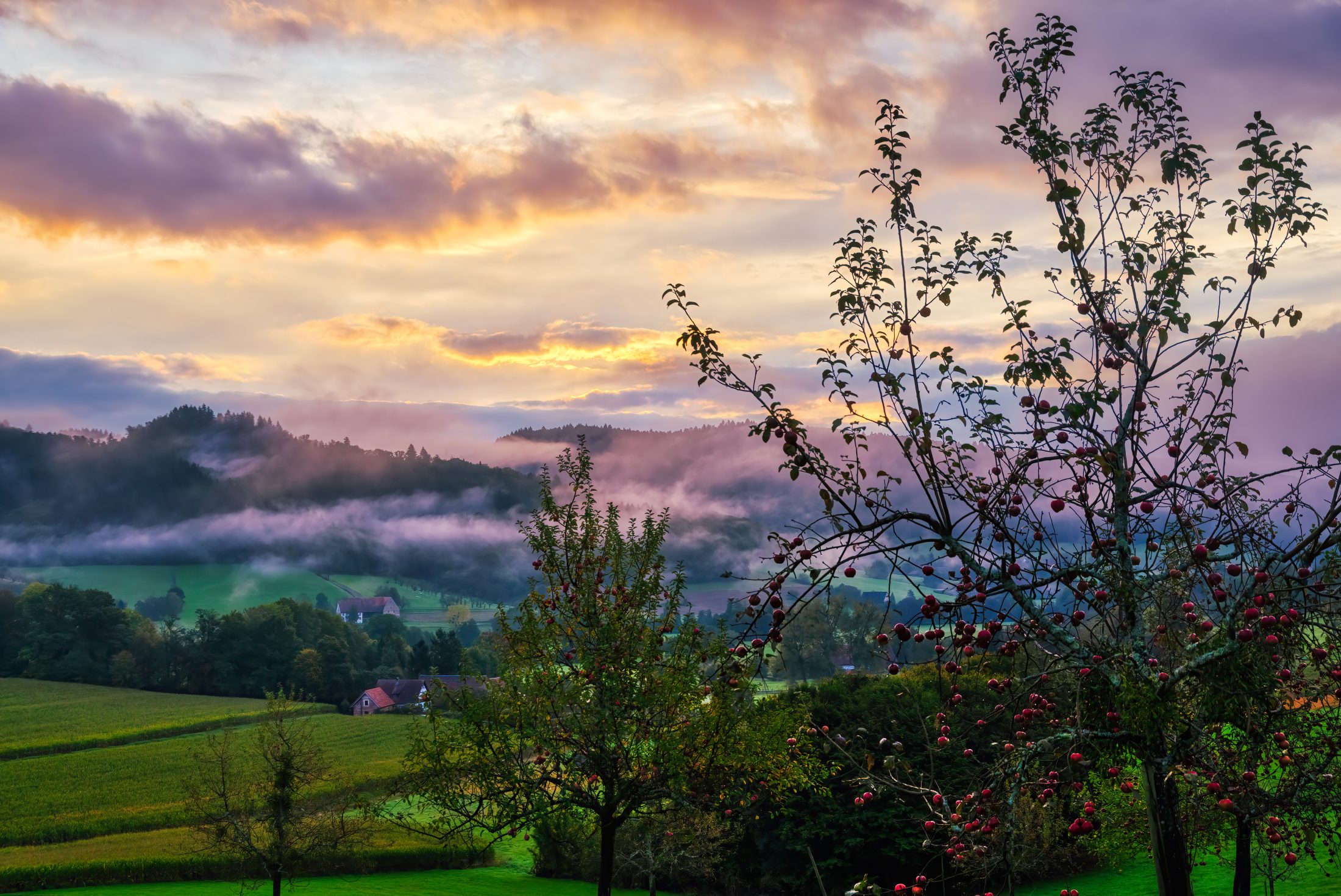Herbstmorgen in Brettenbach mit Apfelbäumen und Nebel