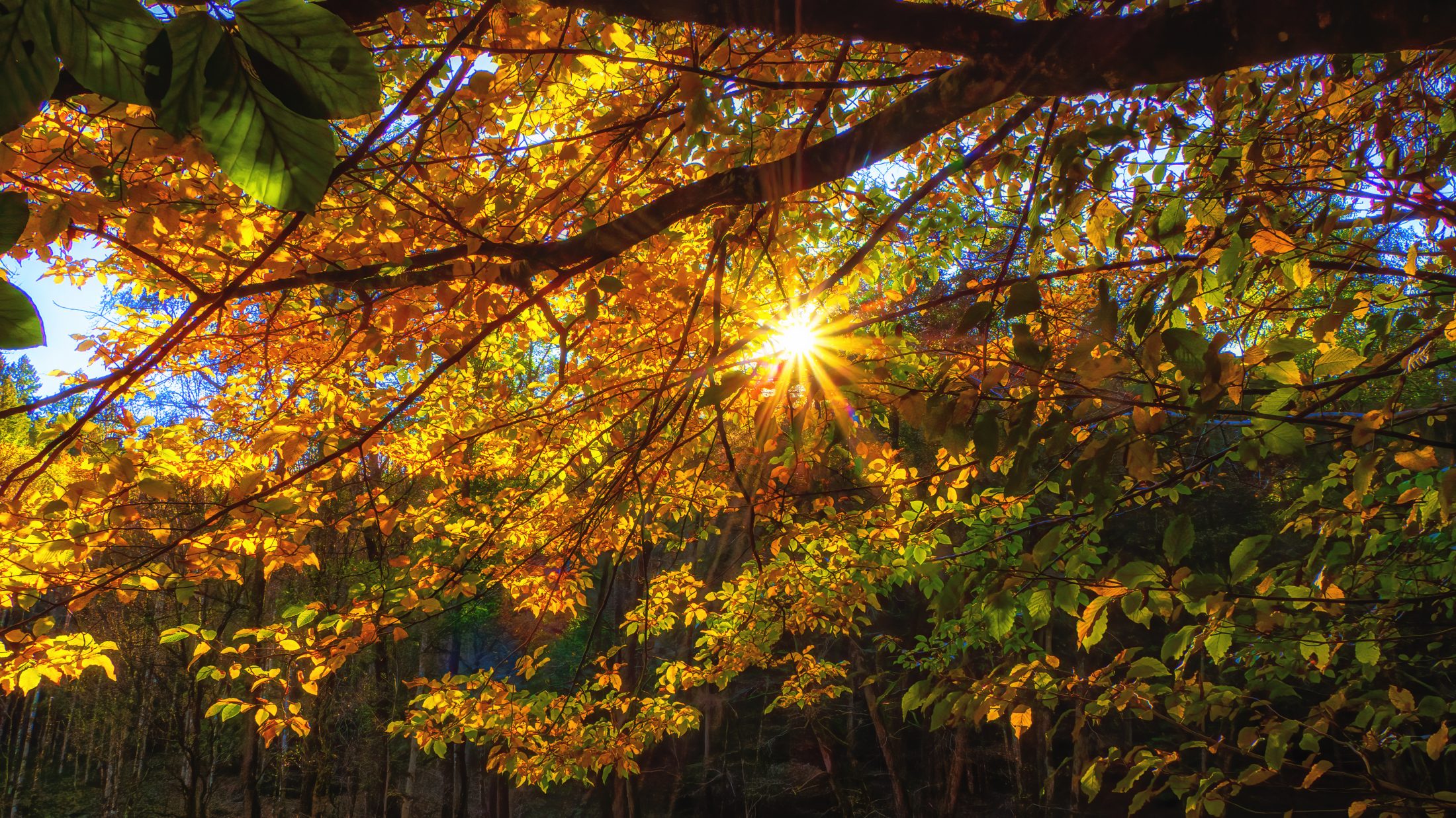 Herbstsonne im Tennenbacher Tal