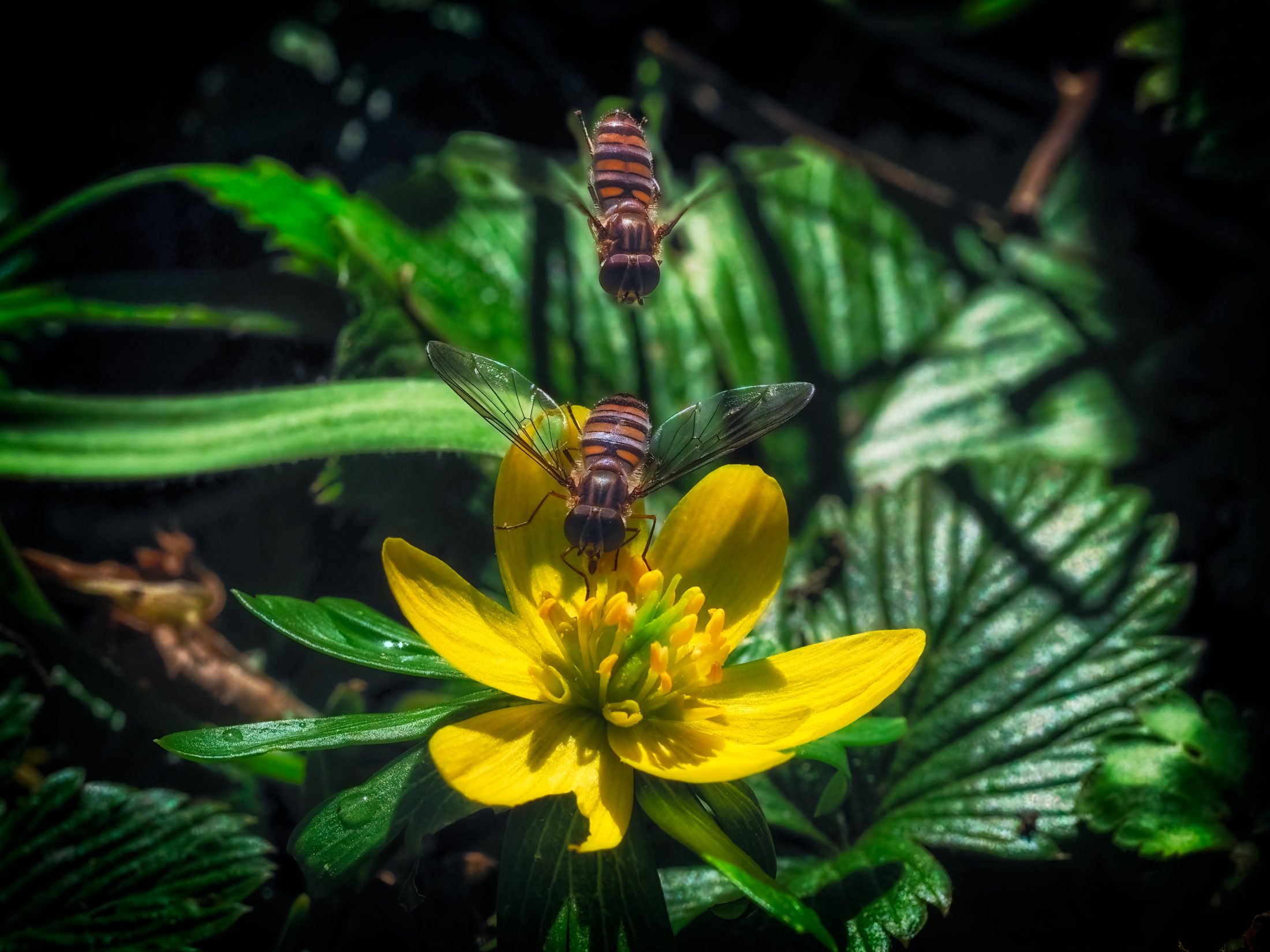 Hoverflies on a Winter Aconite