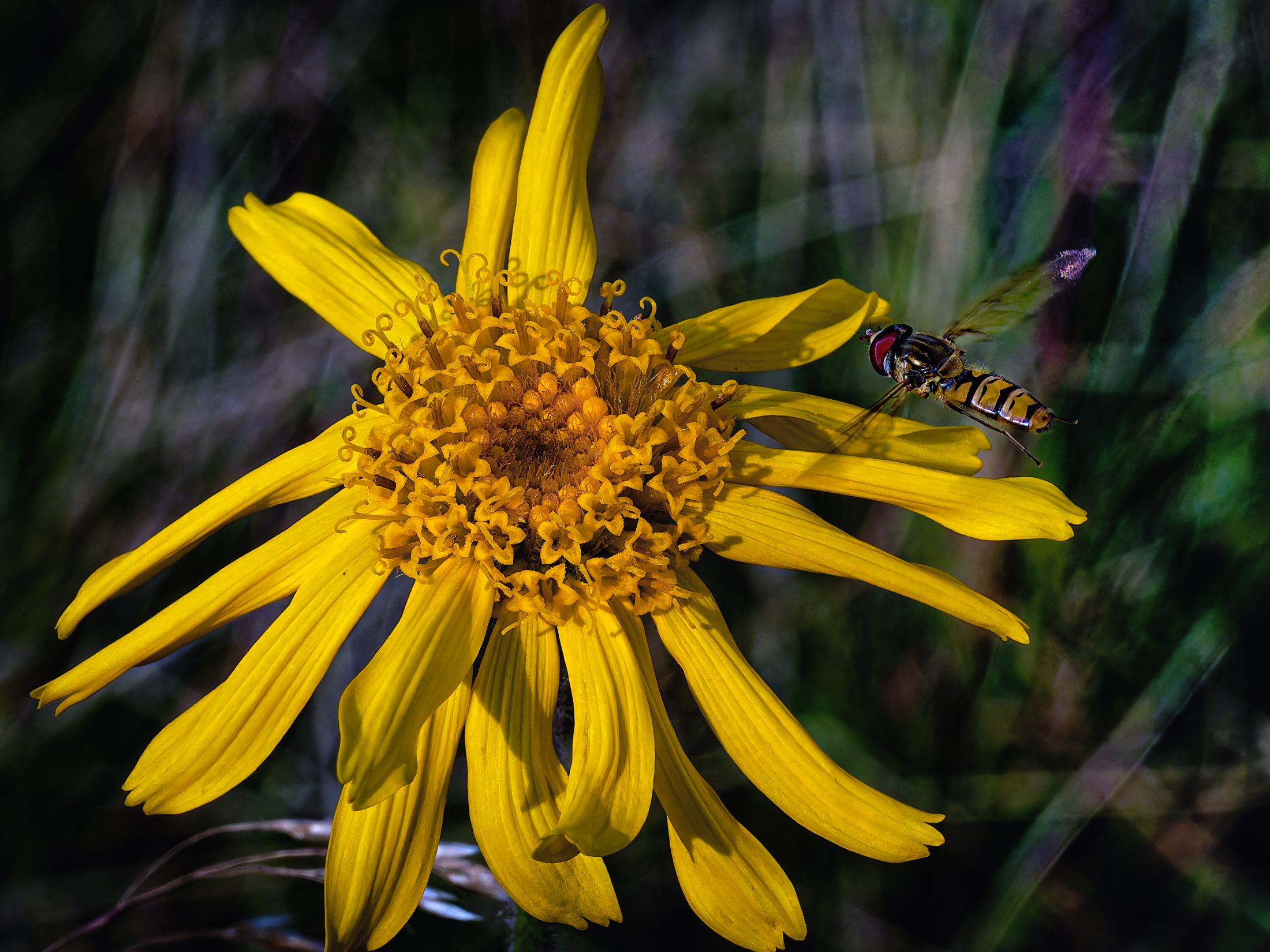 Hoverfly visiting an Arnica flower