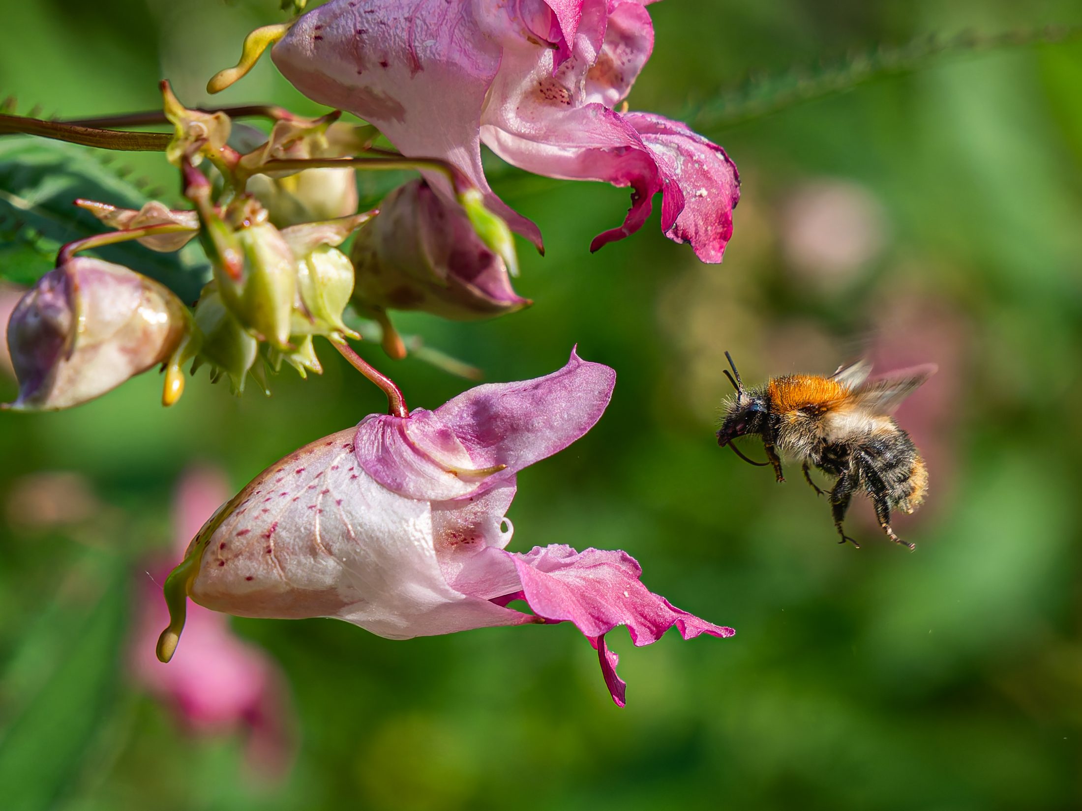 Hummel im Anflug auf Drüsiges Springkraut