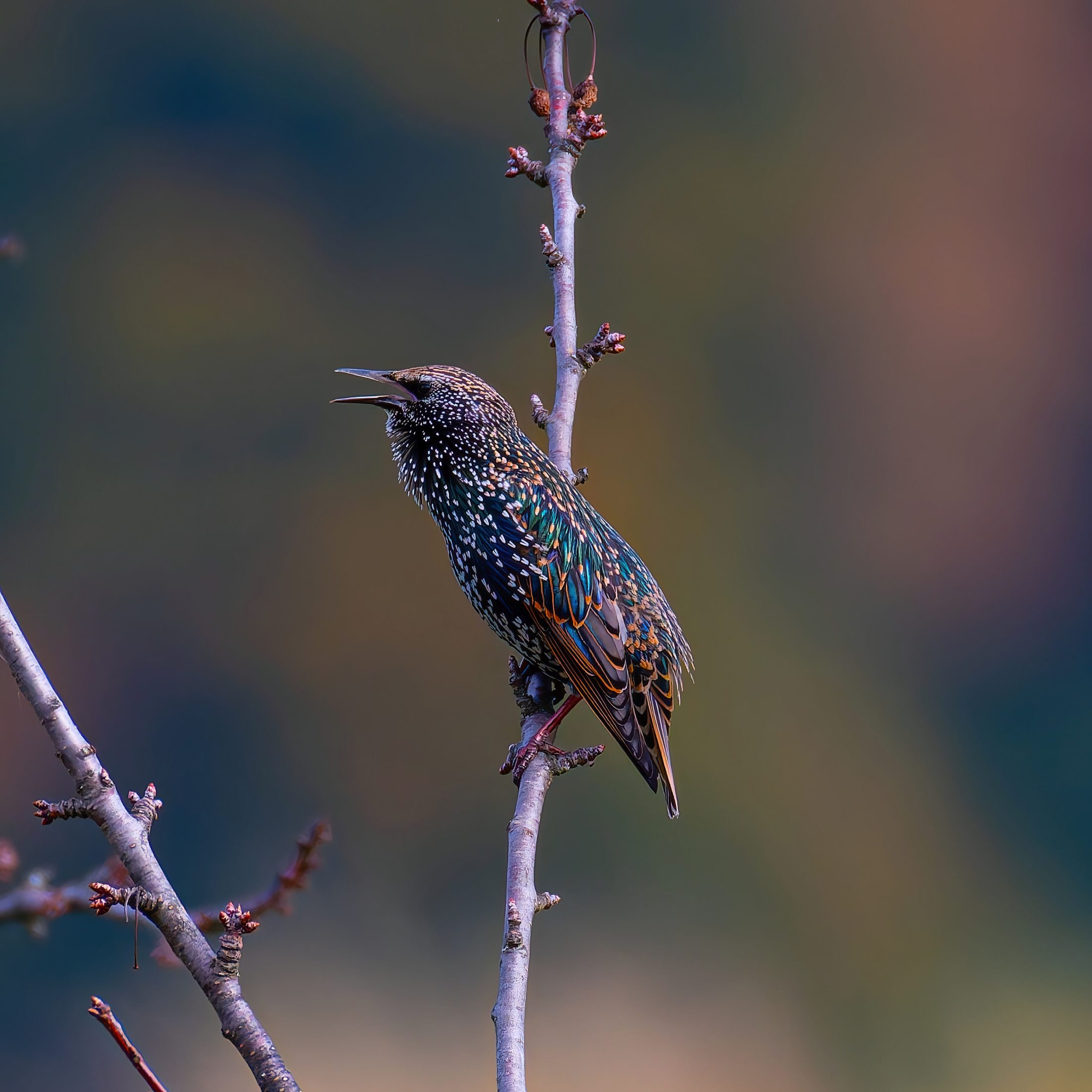 European Starling on a Branch in Autumn