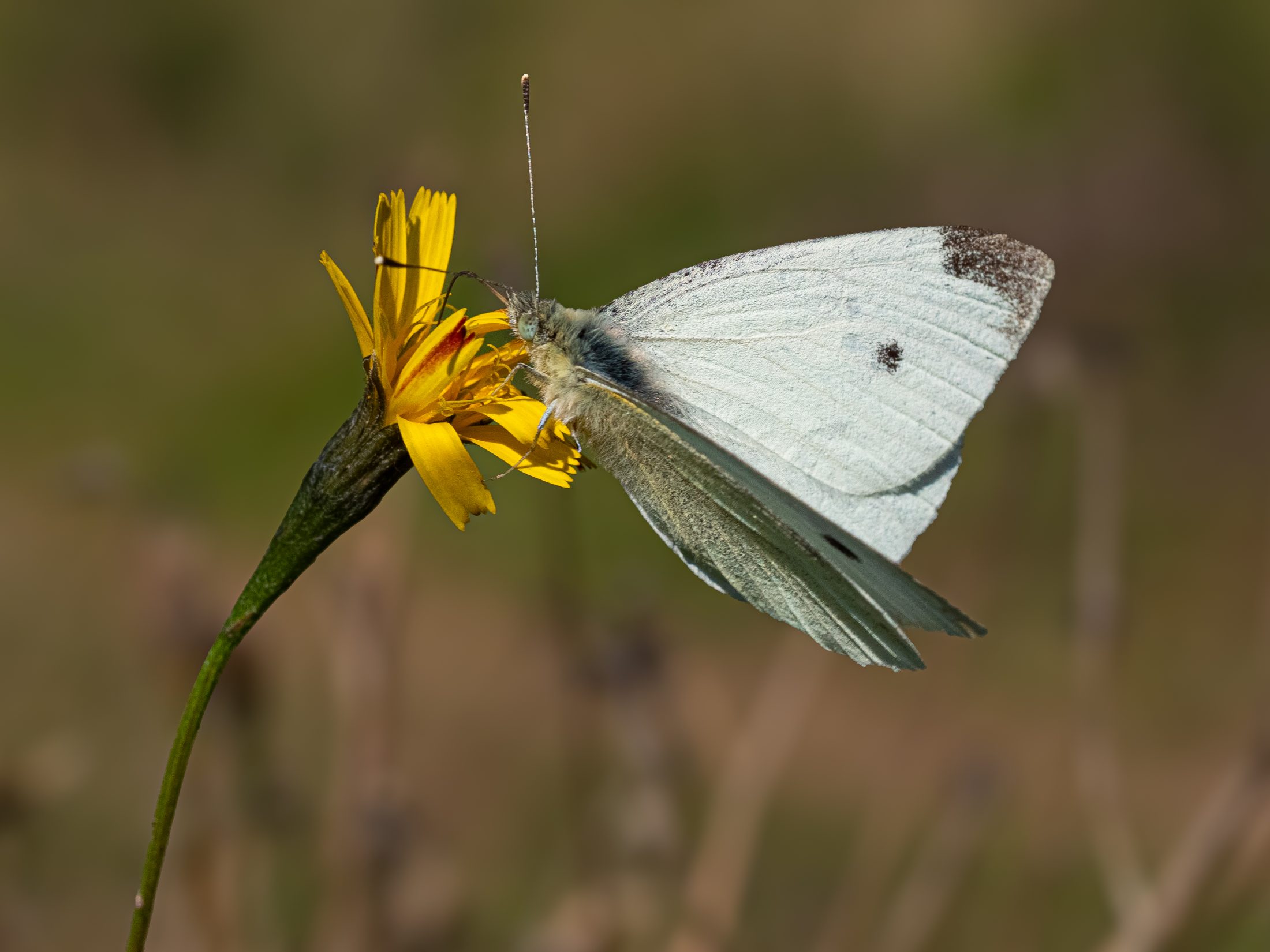 Kleiner Kohlweißling an gelber Wildblume – Herbstliche Makros