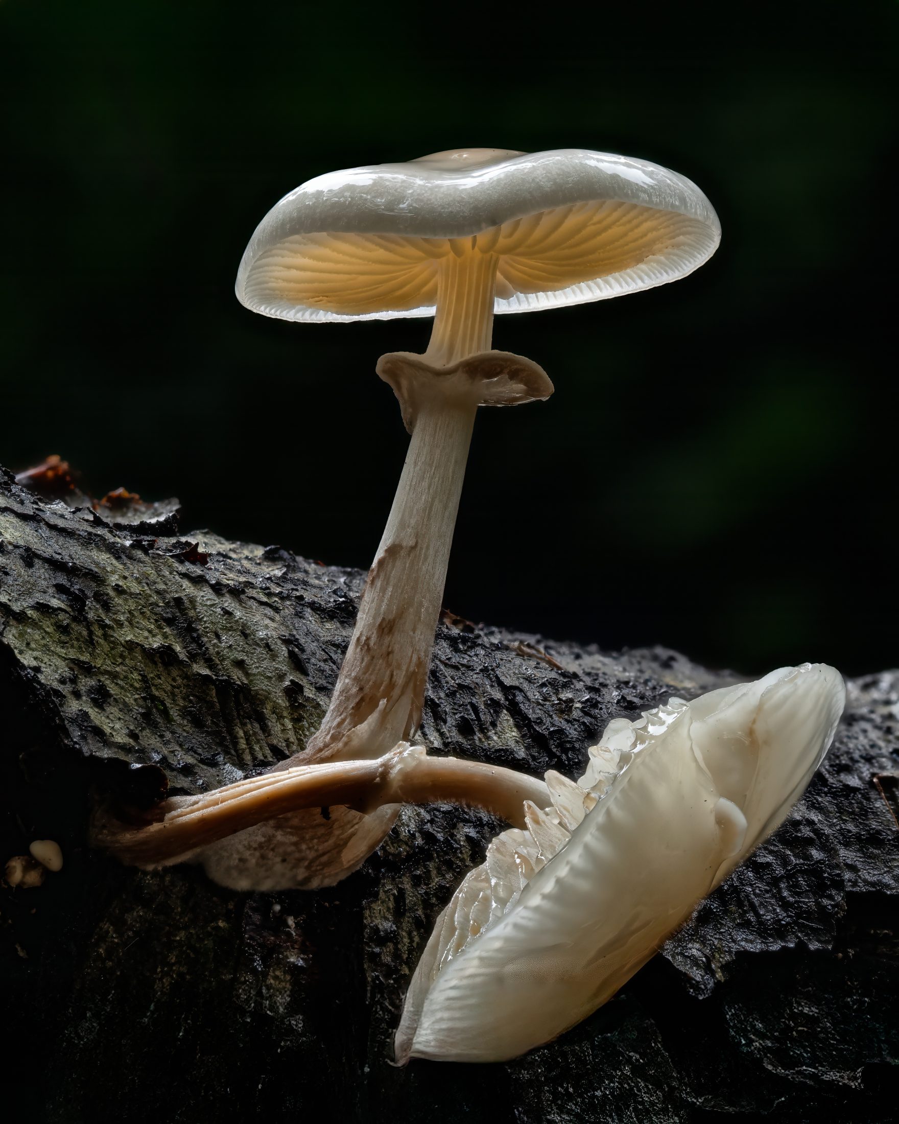 Leuchtende Porzellanpilze auf Baumstamm