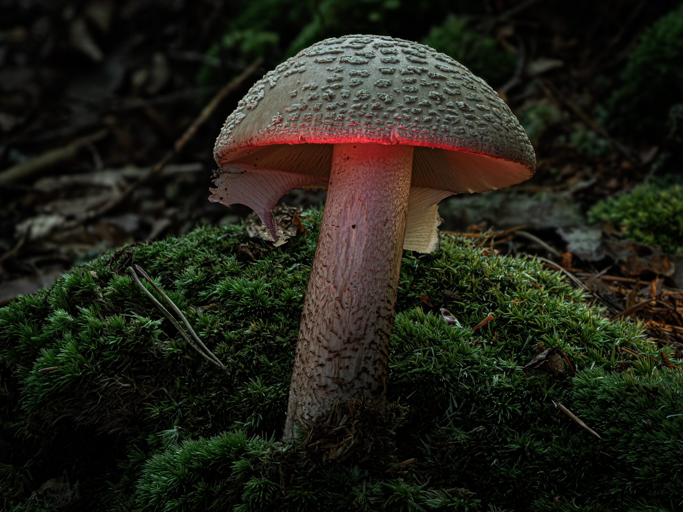 Leuchtender Amanita auf Moosteppich