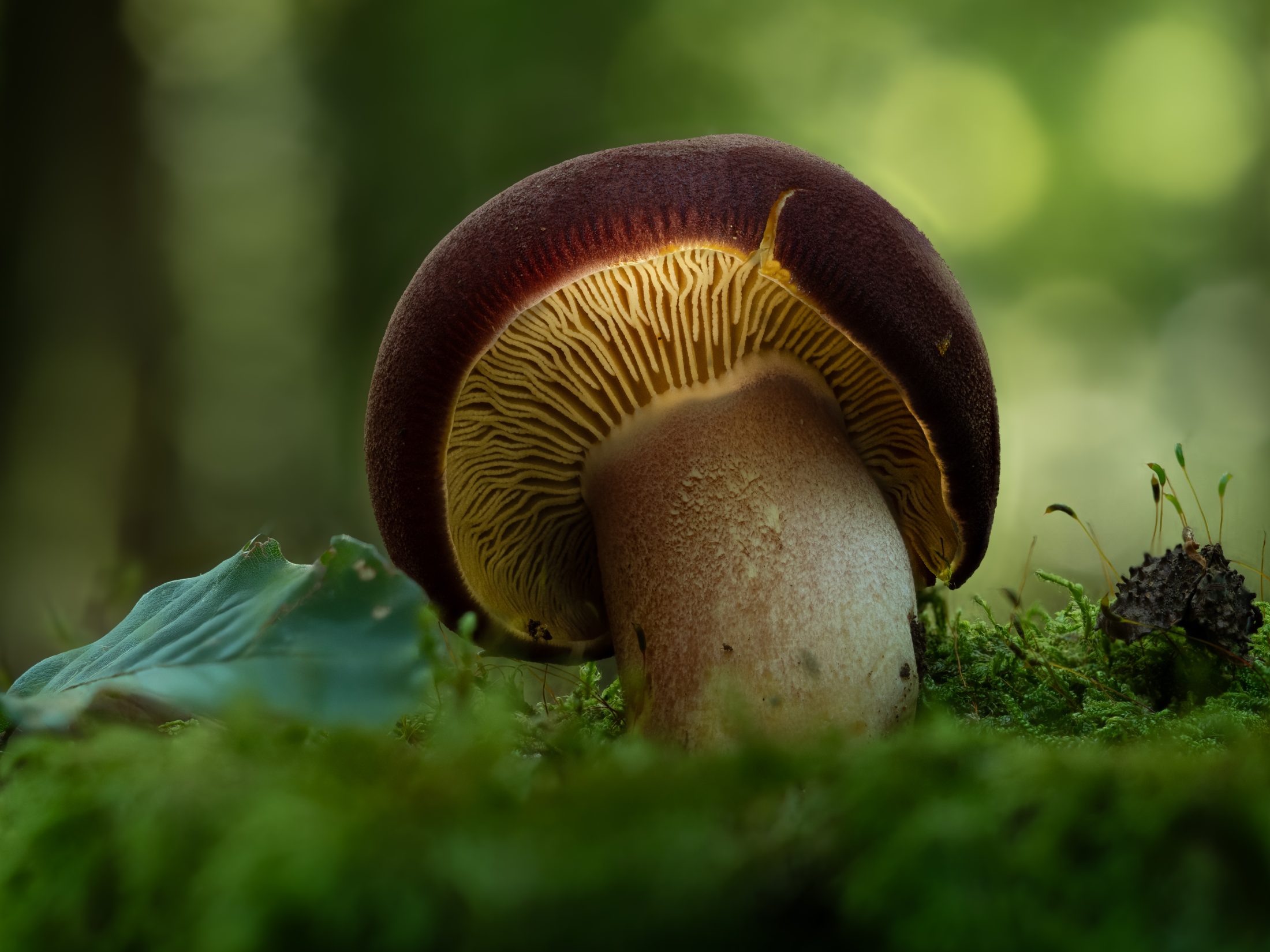 Leuchtender Pilz im Moos