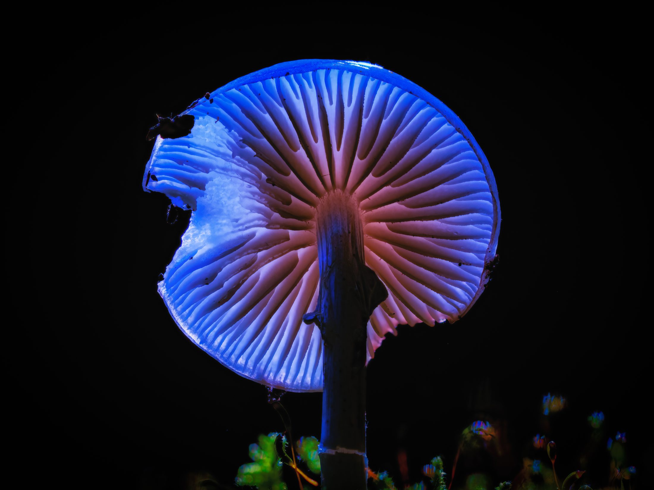 Leuchtender Pilz in der Nacht