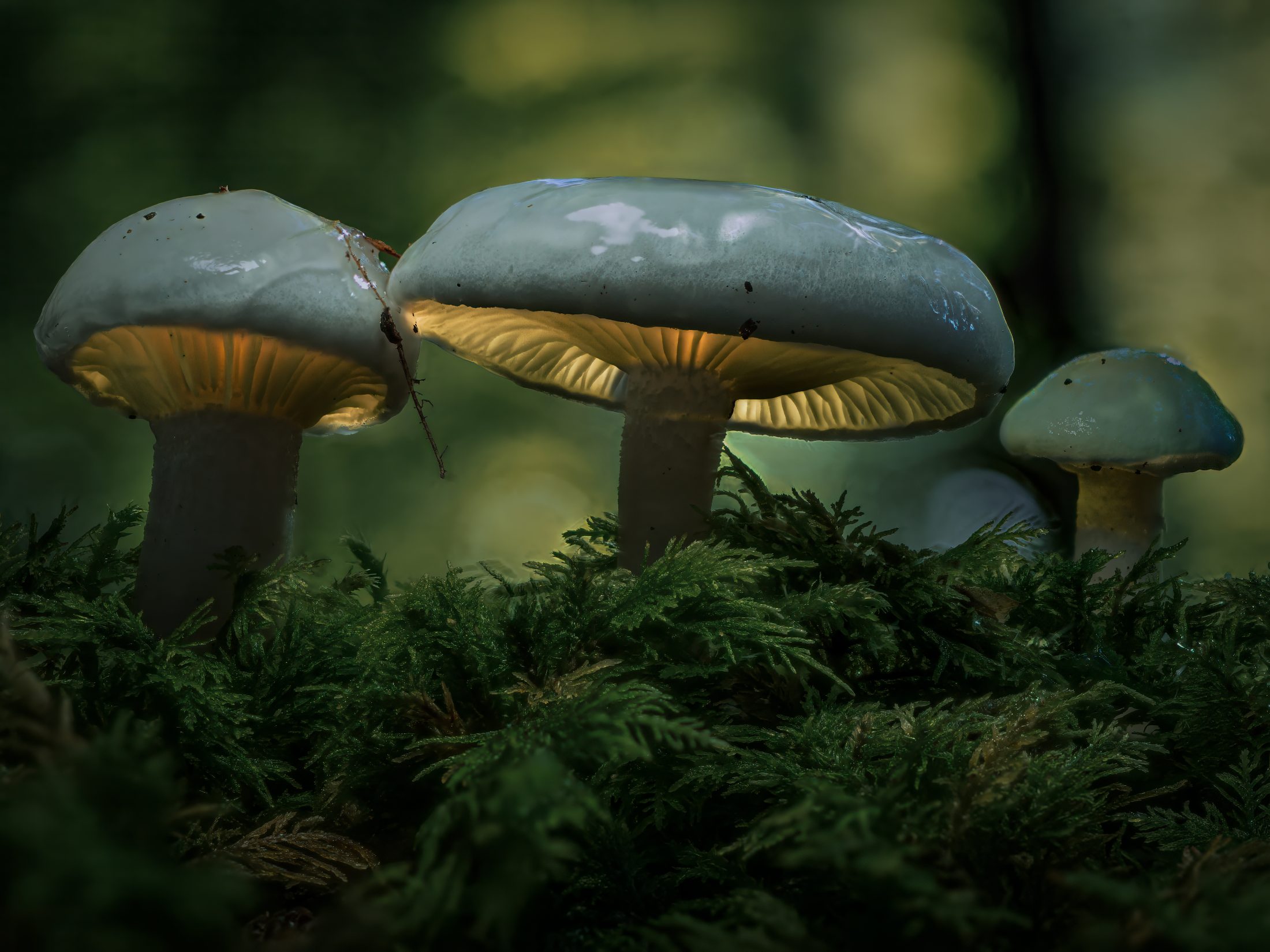 Luminous Forest Fungi on Moss