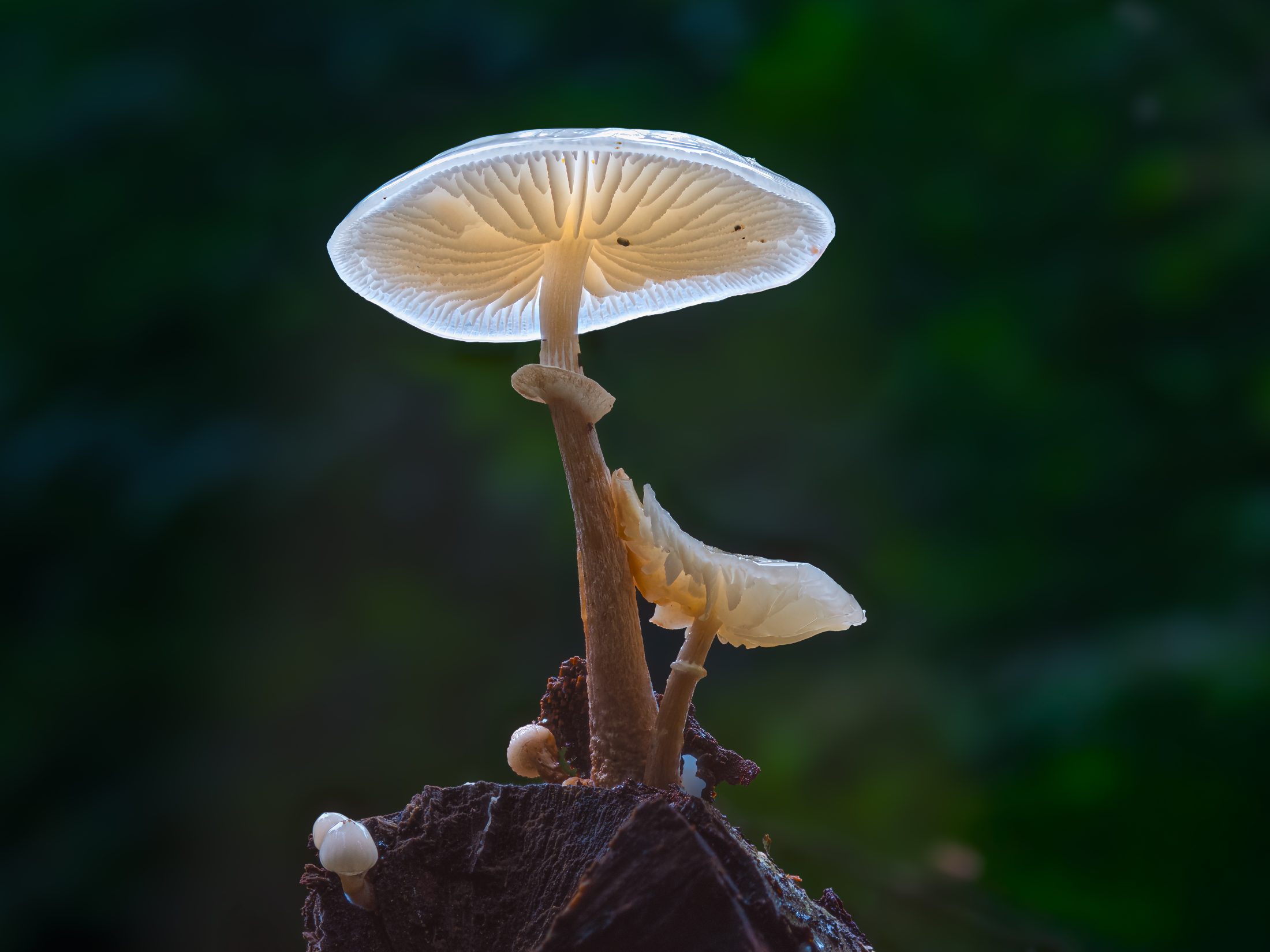 Luminous Porcelain Fungus (Oudemansiella mucida)