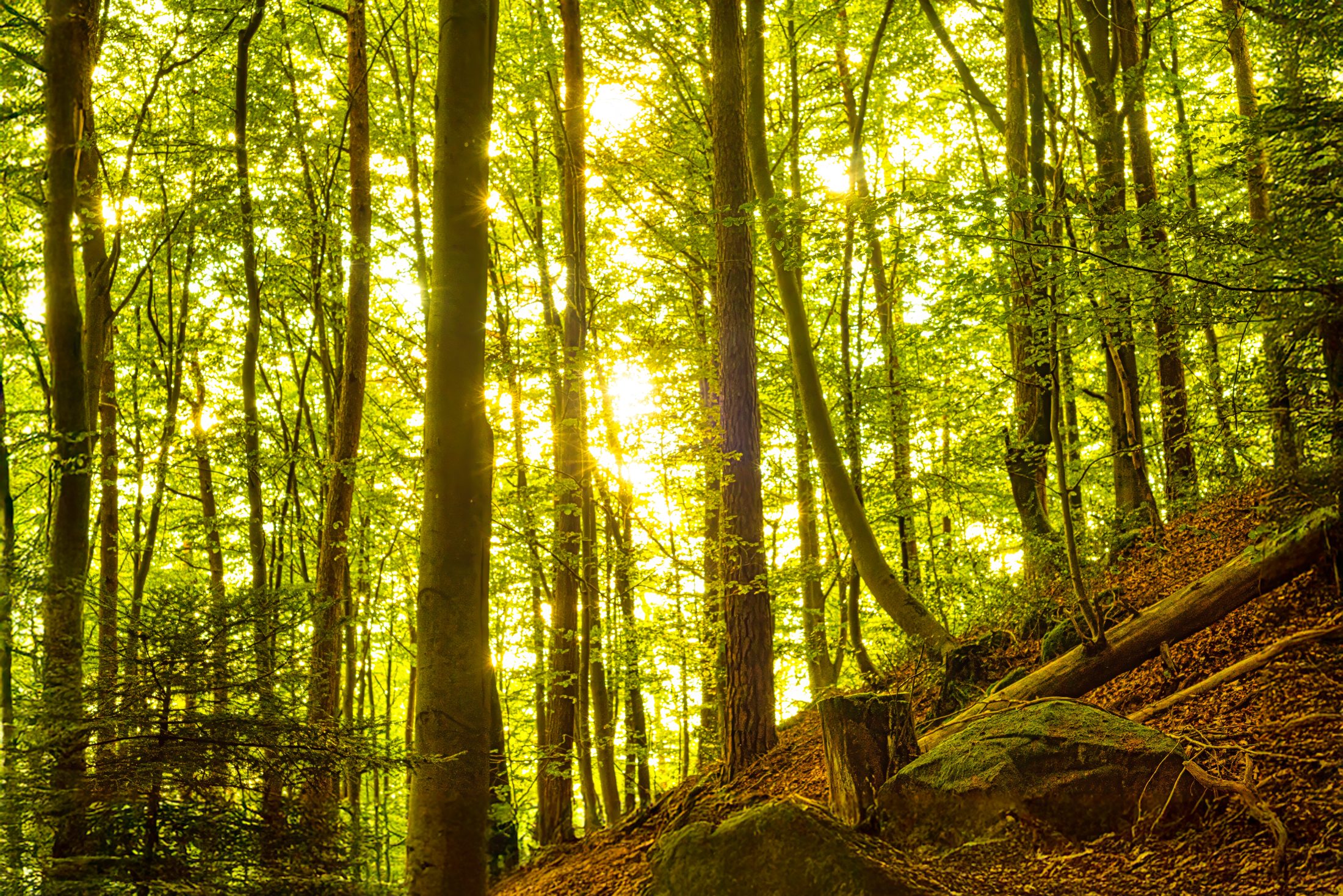 Magischer Herbstwald